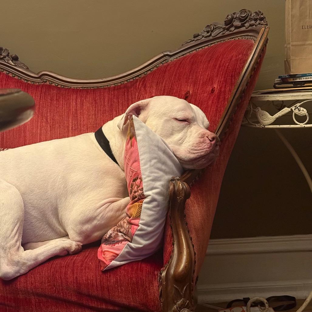 Enlarge Casper-IN FOSTER, a Adoptable mixed breed in Birdsboro, PA image 5/6