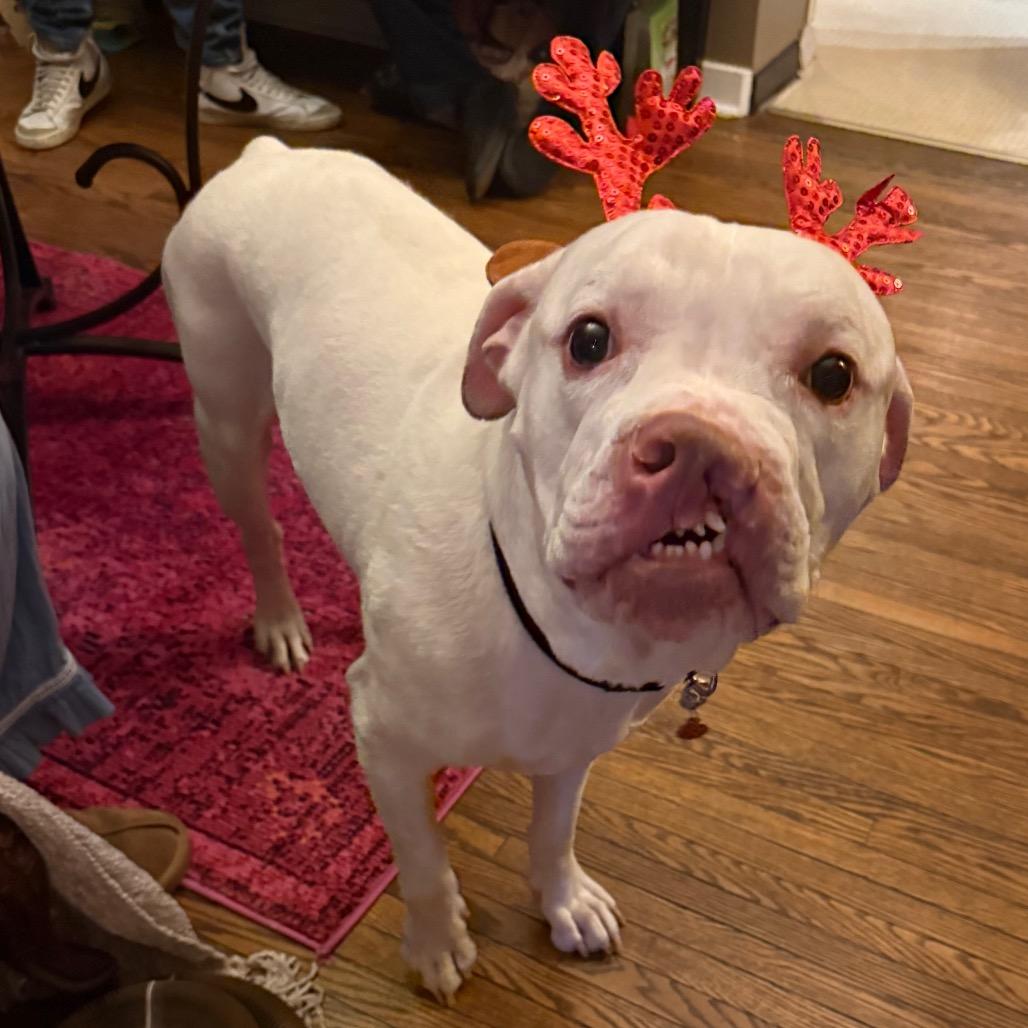 Enlarge Casper-IN FOSTER, a Adoptable mixed breed in Birdsboro, PA image 6/6