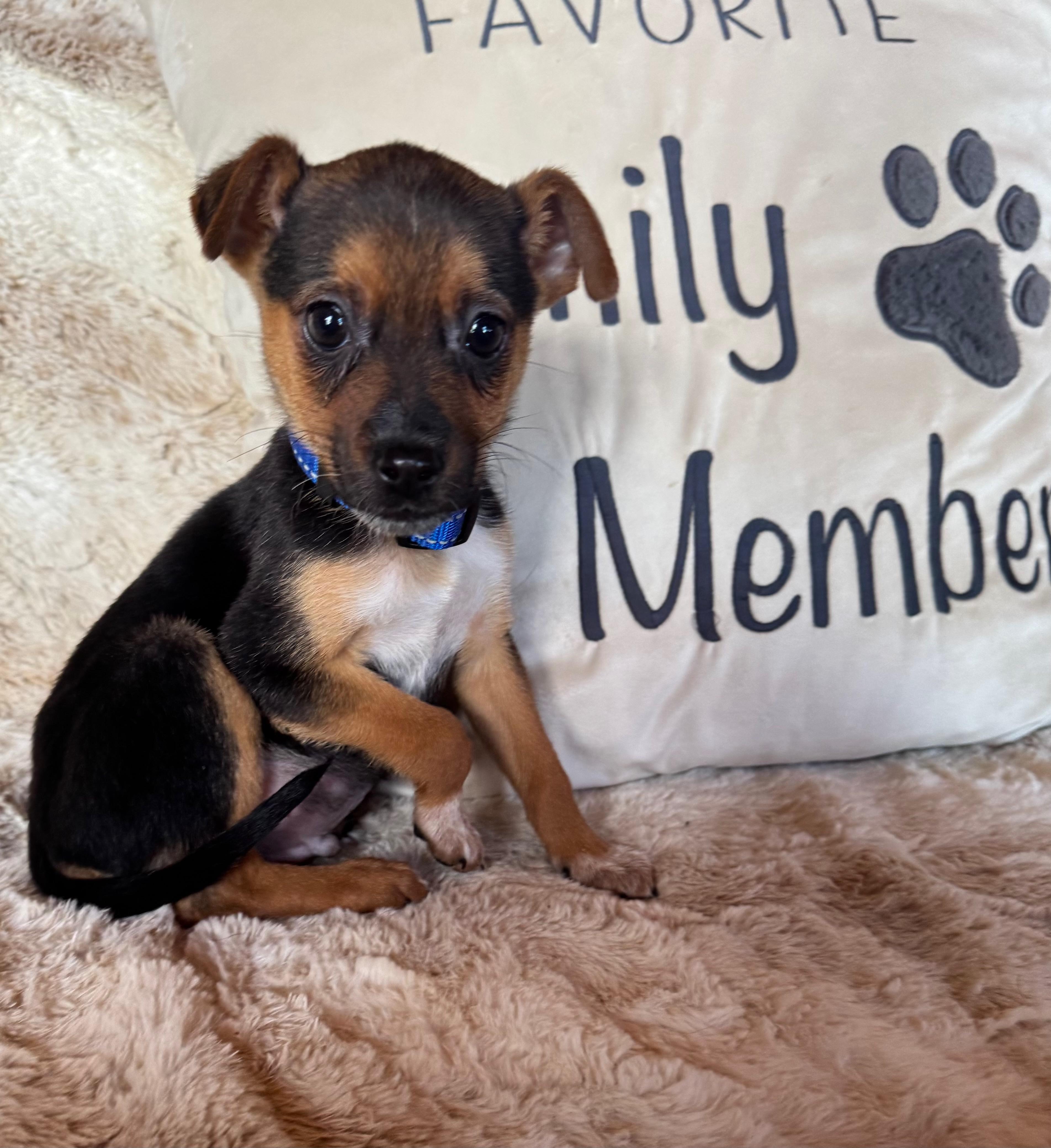 Forrest, ADOPTABLE, Puppy Male Chihuahua & Australian Cattle Dog / Blue Heeler.