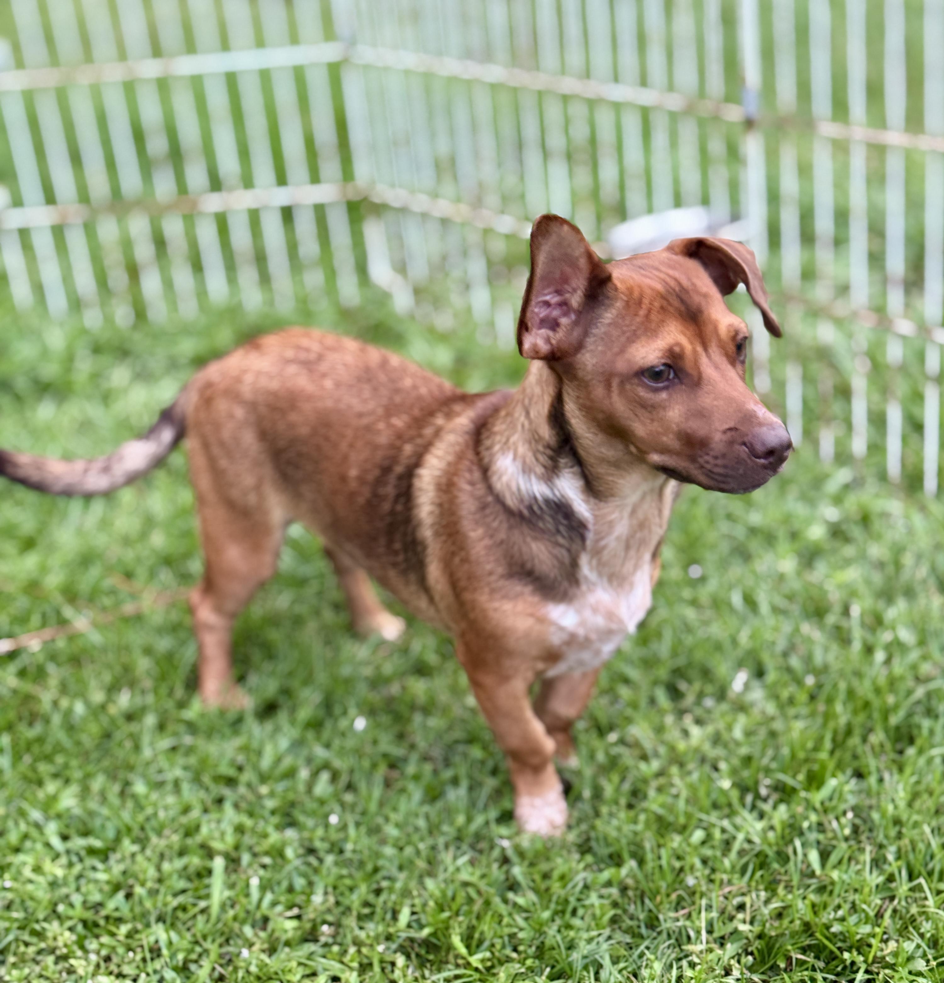 Enlarge Buck, a Adoptable mixed breed in Bedminster, NJ image 3/3