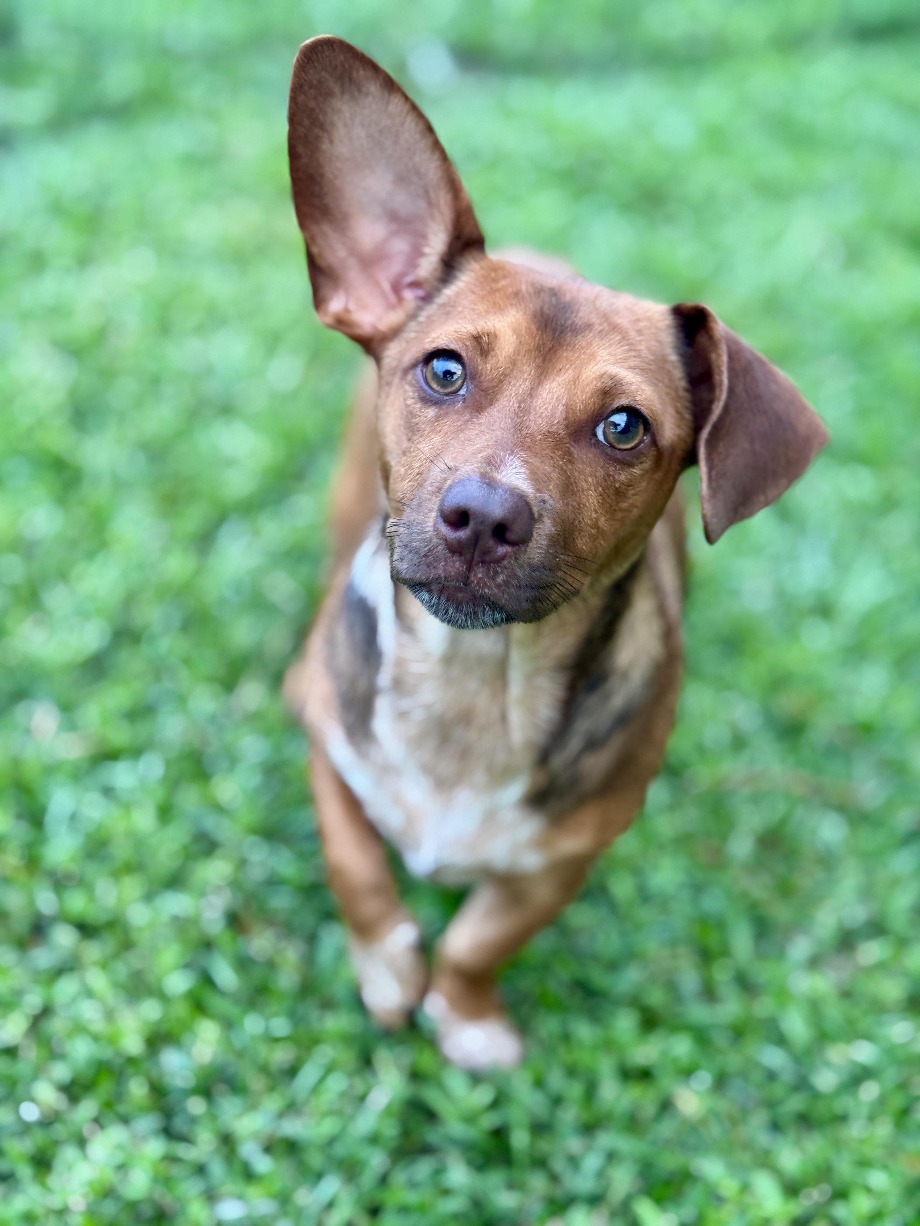 Buck, Adoptable, Puppy Male Miniature Dachshund & Chihuahua.