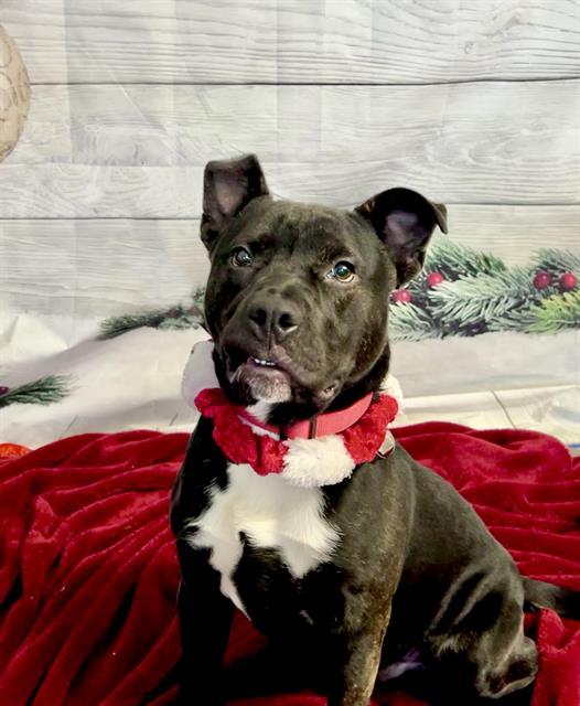 Enlarge LURCH, a Adoptable Pit Bull Terrier in Auburn, CA image 1/1