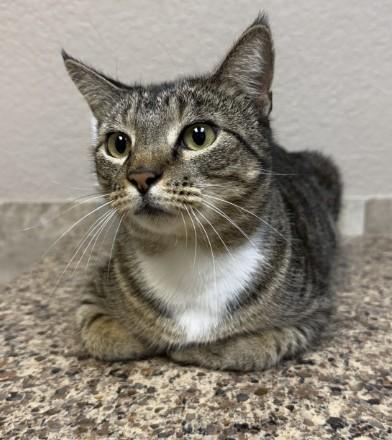 VELVEETA, Adoptable, Young Female Domestic Short Hair.