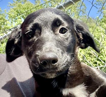 Yolanda, an adopted Shepherd in Glasgow, KY image 1/2