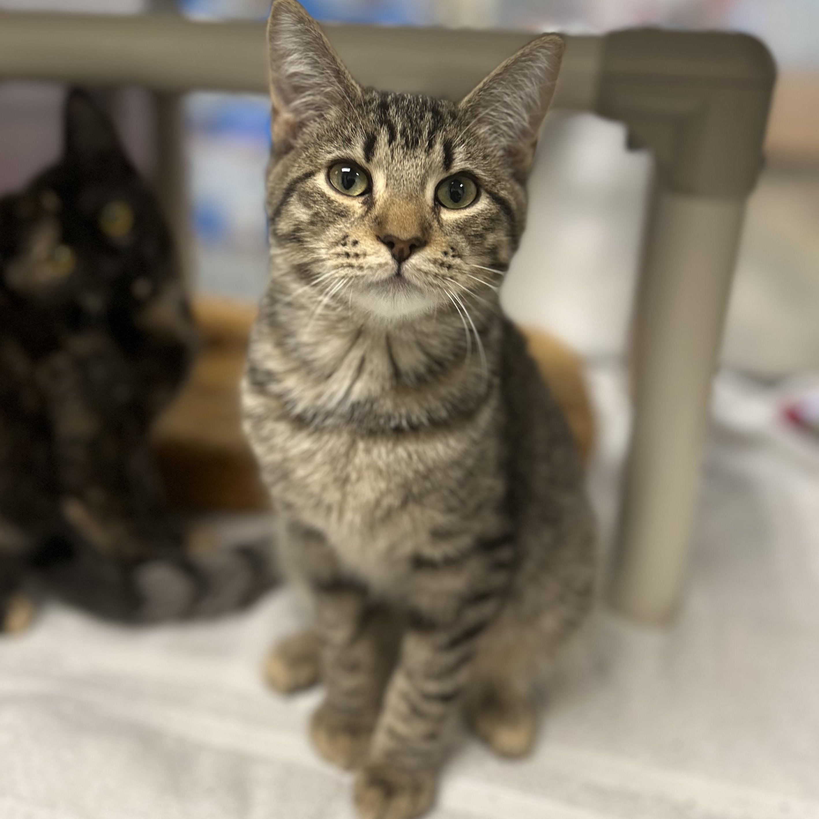 Theo, Adoptable, Kitten Male Domestic Short Hair.
