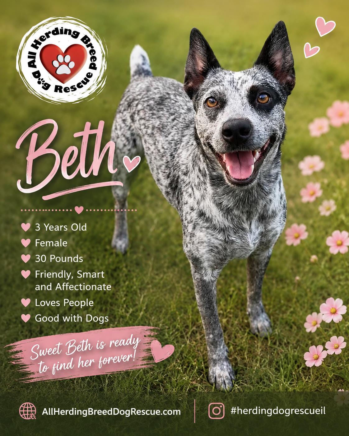 Beth, adopted, Adult Female Australian Cattle Dog / Blue Heeler.