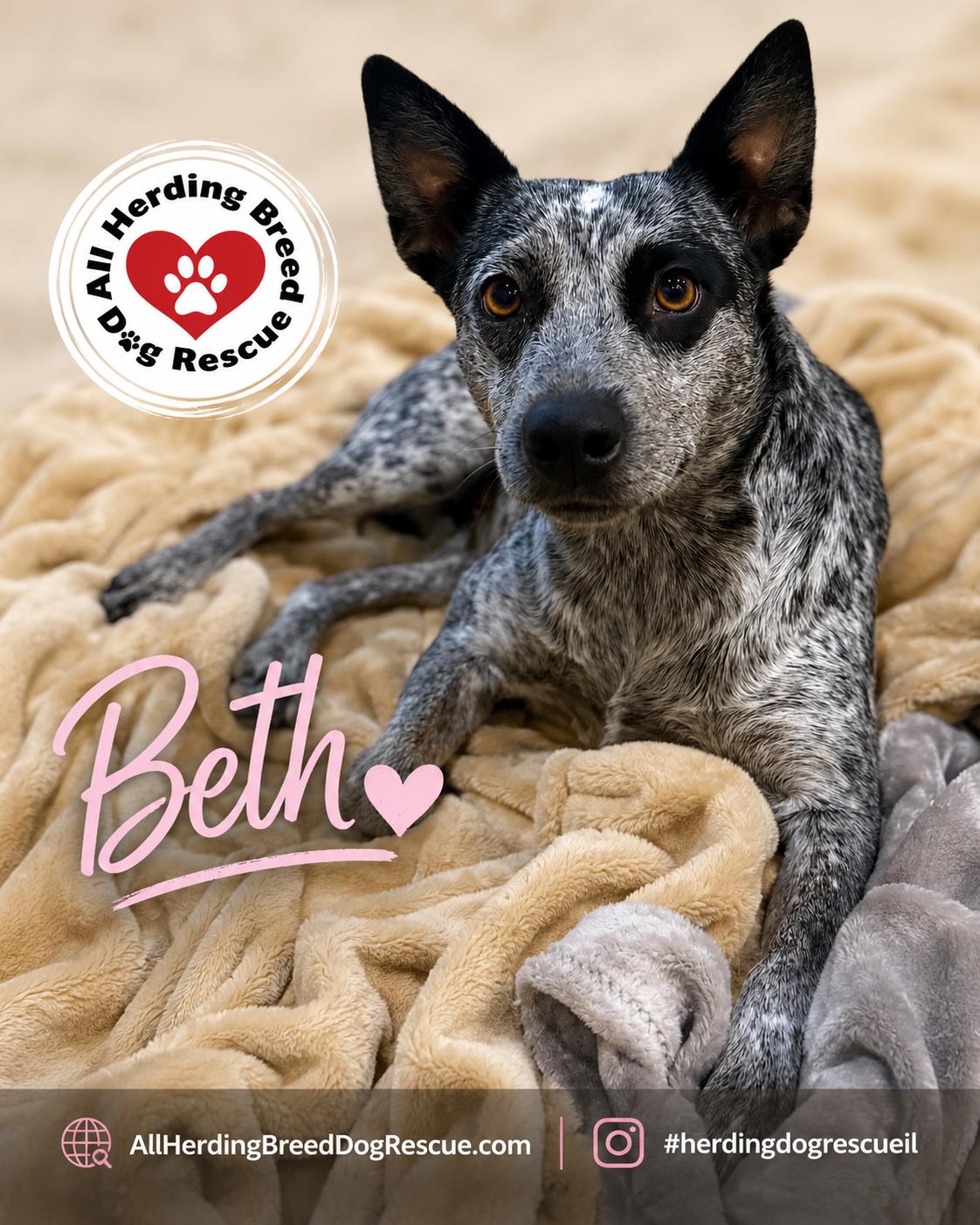 Beth, an adopted Australian Cattle Dog / Blue Heeler in Joliet, IL image 2/3
