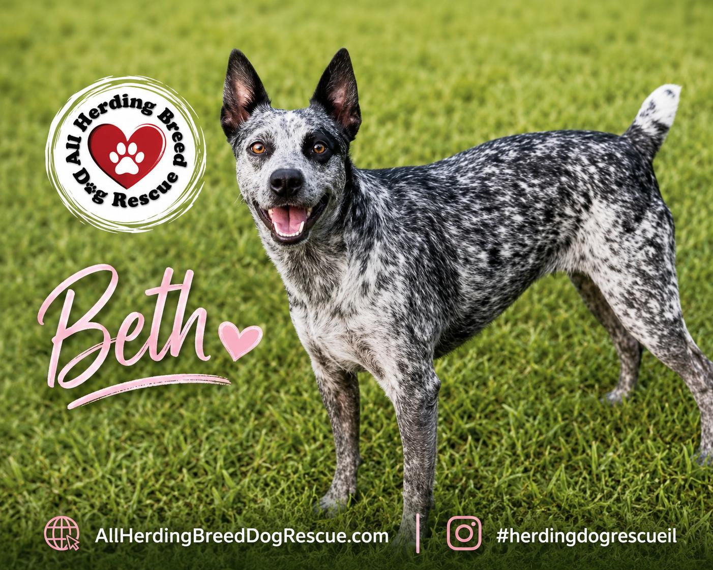 Beth, an adopted Australian Cattle Dog / Blue Heeler in Joliet, IL image 3/3