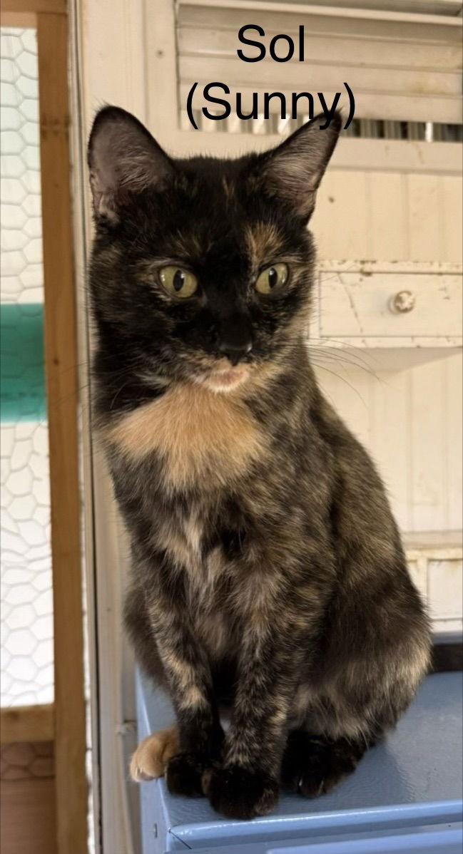 Sol (Sunny), Adoptable, Young Female Tortoiseshell.