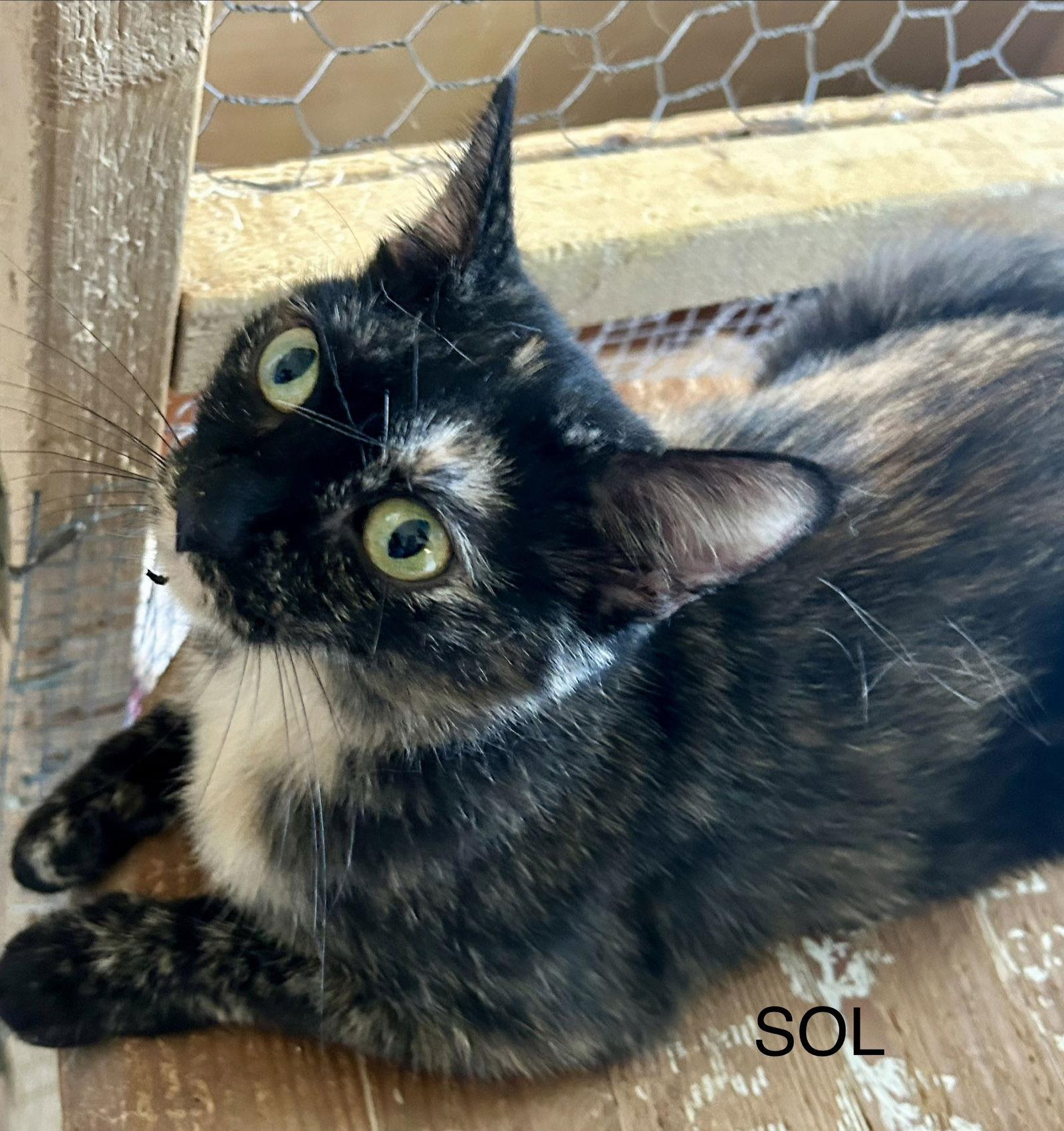 Enlarge Sol (Sunny), a Adoptable Tortoiseshell in Winter Garden, FL image 2/2