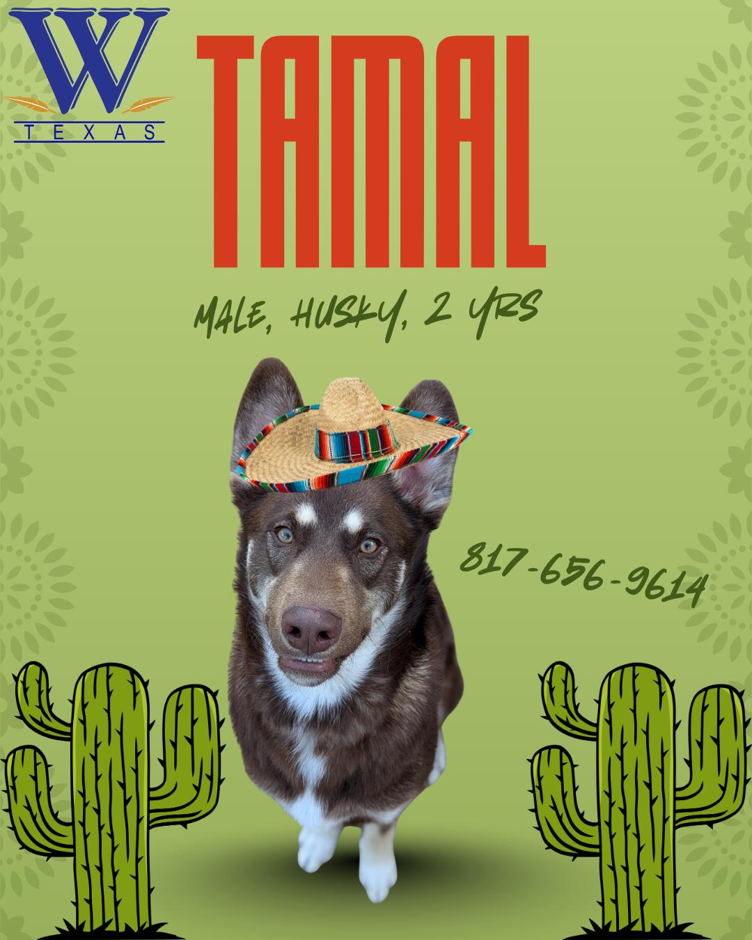Tamal, ADOPTABLE, Adult Male Siberian Husky & German Shepherd Dog.