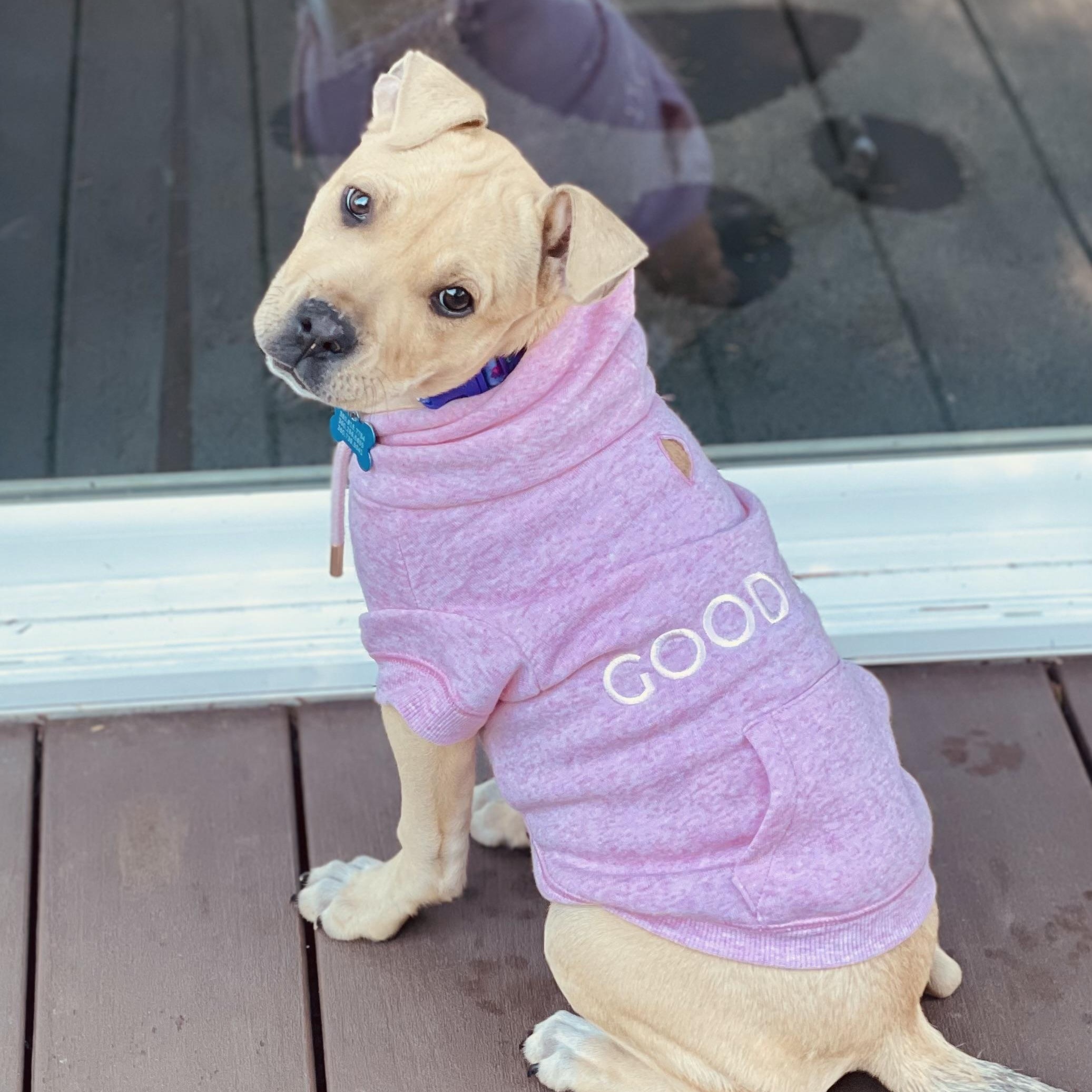 Winnie, Adoptable, Puppy Female Pit Bull Terrier & Labrador Retriever.