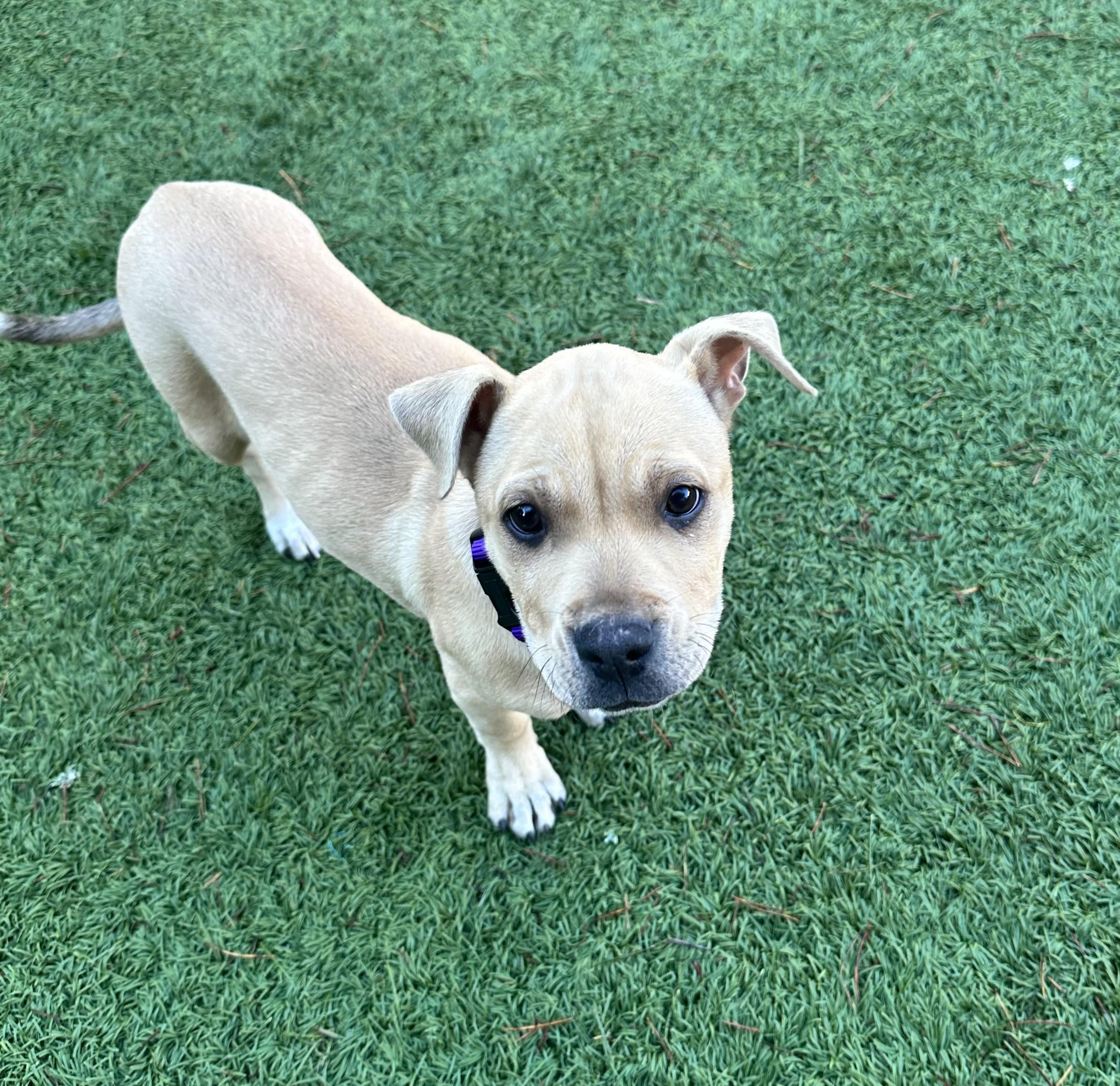 Enlarge Winnie, a Adoptable mixed breed in Ferndale, WA image 4/4