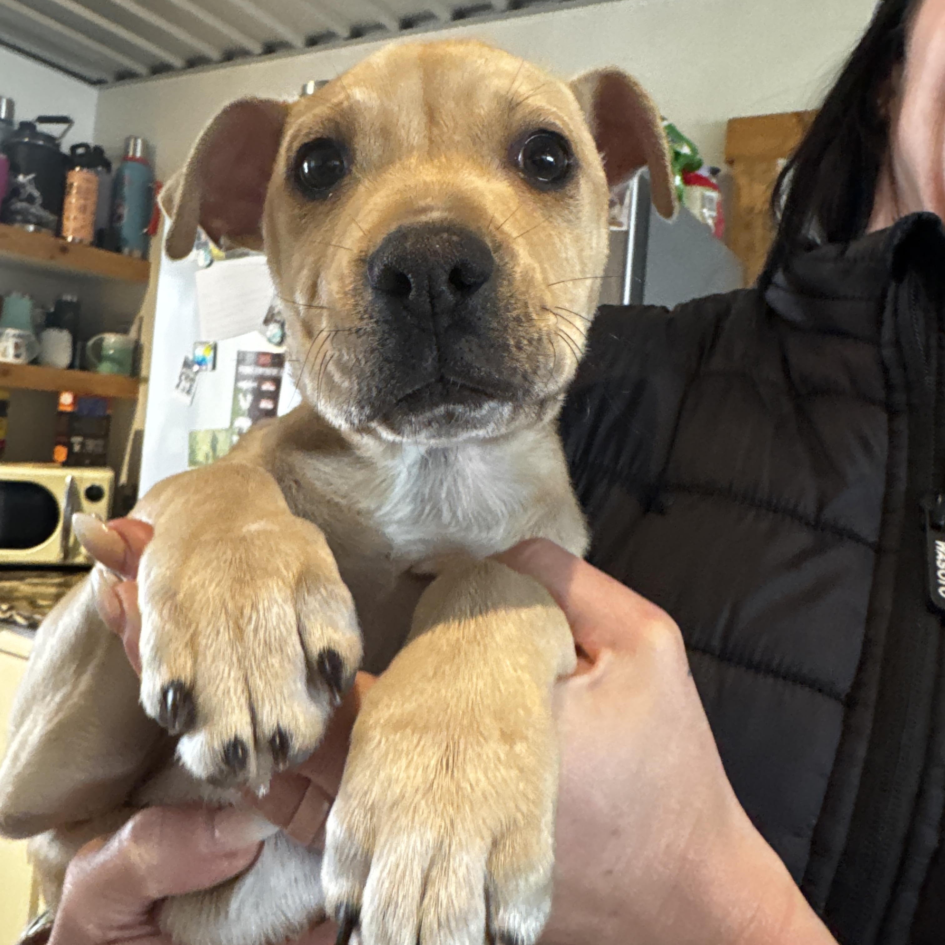 Winnie, Adoptable, Puppy Female Pit Bull Terrier & Labrador Retriever.