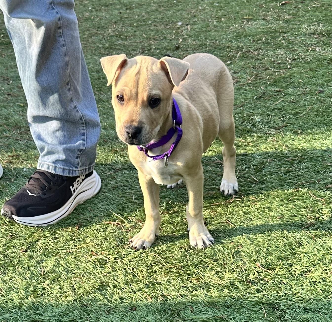 Enlarge Winnie, a Adoptable mixed breed in Ferndale, WA image 3/4