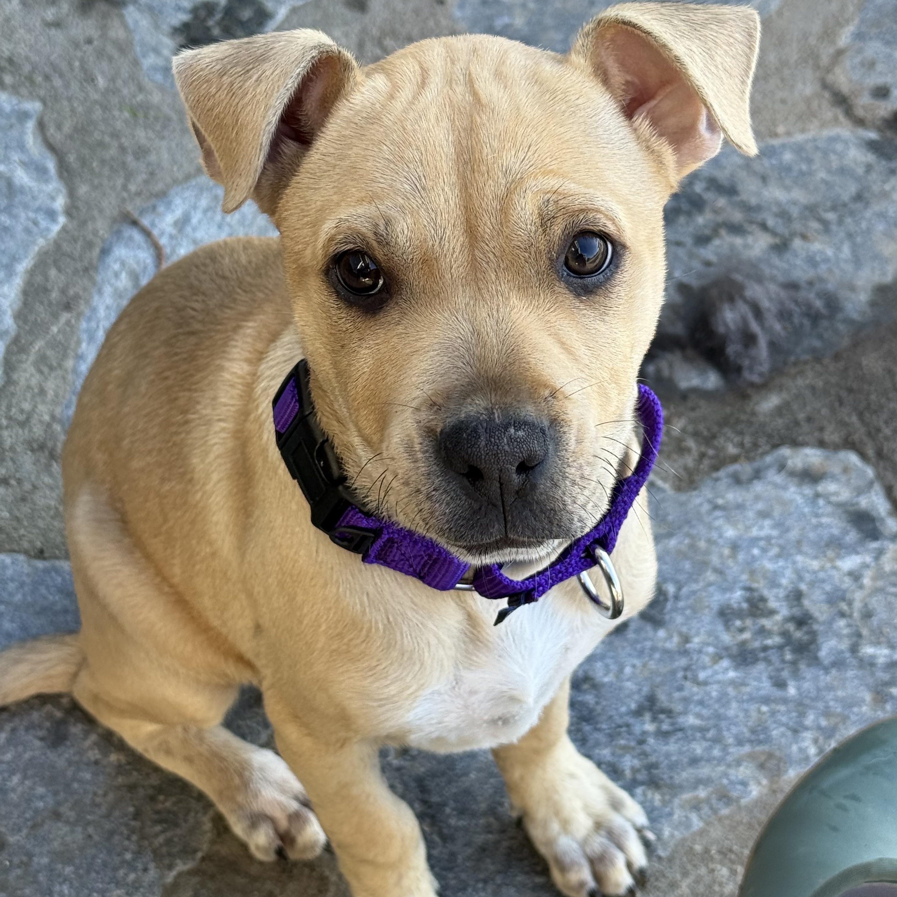 Winnie, Adoptable, Puppy Female Pit Bull Terrier & Labrador Retriever.