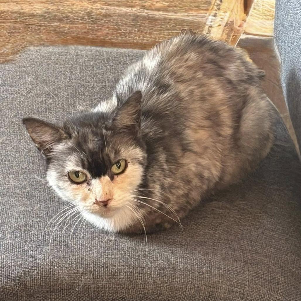 PEACH PATCHES, a ADOPTABLE Calico in Graham, WA image 3/3