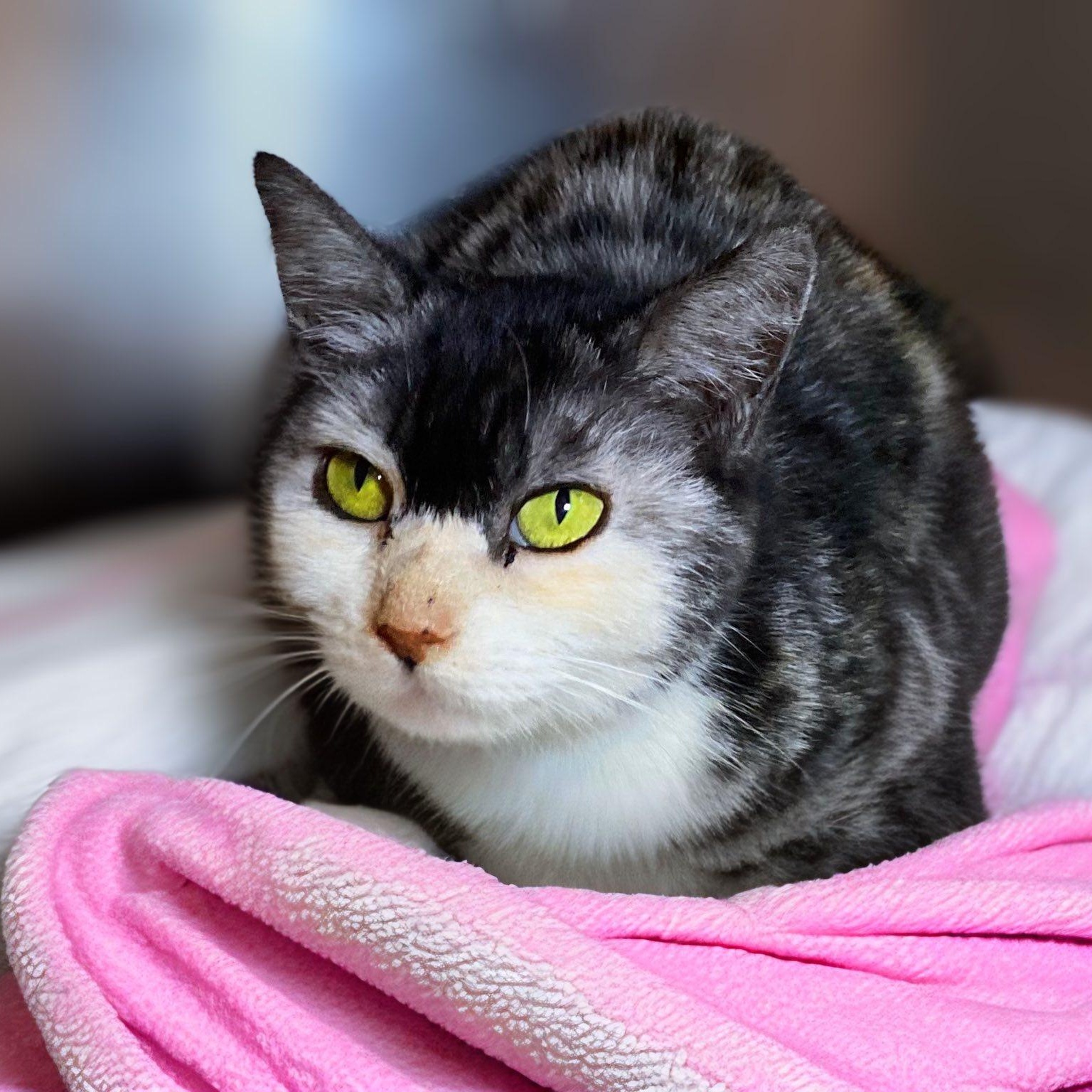 PEACH PATCHES, ADOPTABLE, Adult Female Calico.