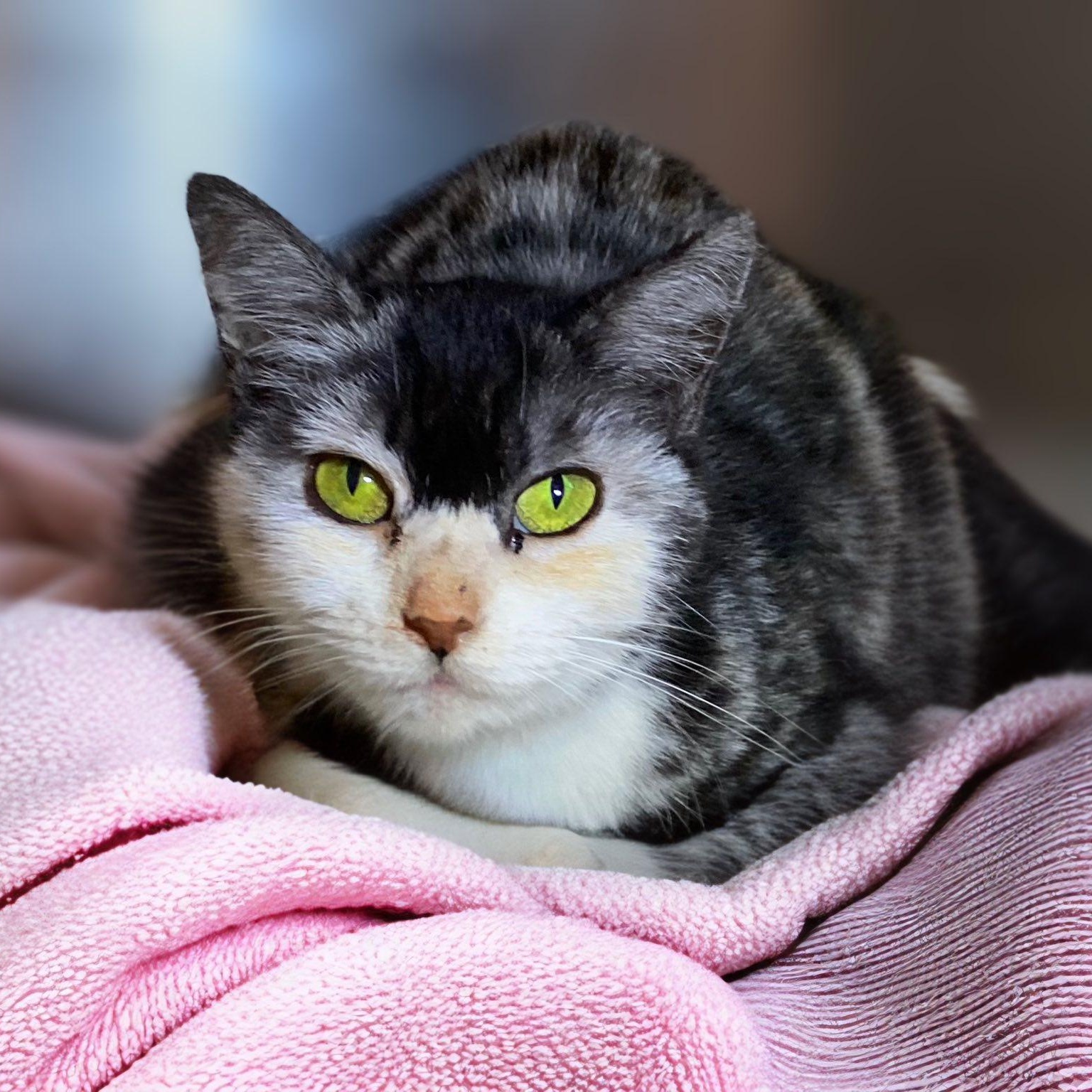 PEACH PATCHES, a ADOPTABLE Calico in Graham, WA image 2/3