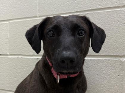 Enlarge Sarah, a Adoptable mixed breed in Virginia Beach, VA image 1/1