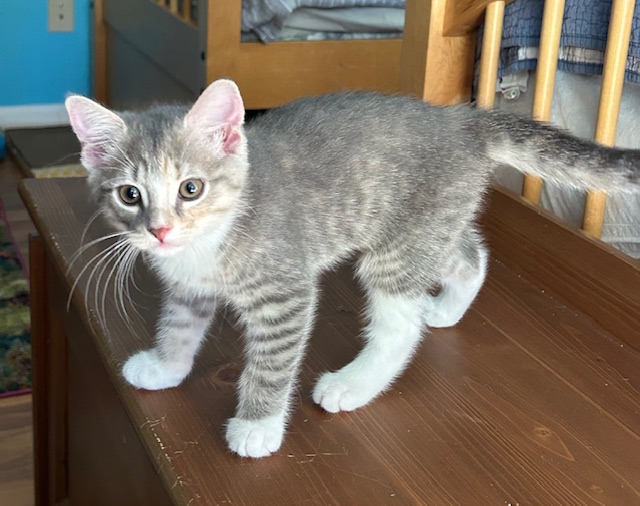 Catalina, an adopted Domestic Short Hair in St Leonard, MD_image-1
