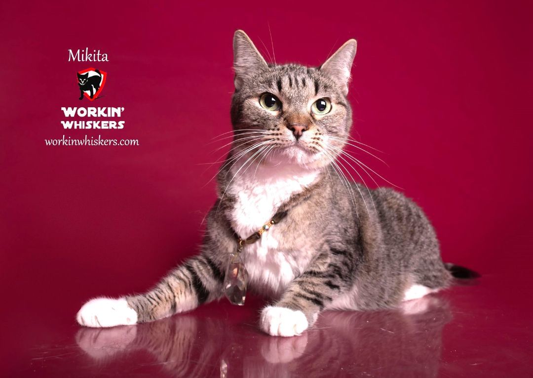 Enlarge MIKITA, a Adoptable mixed breed in HEMET, CA image 1/6