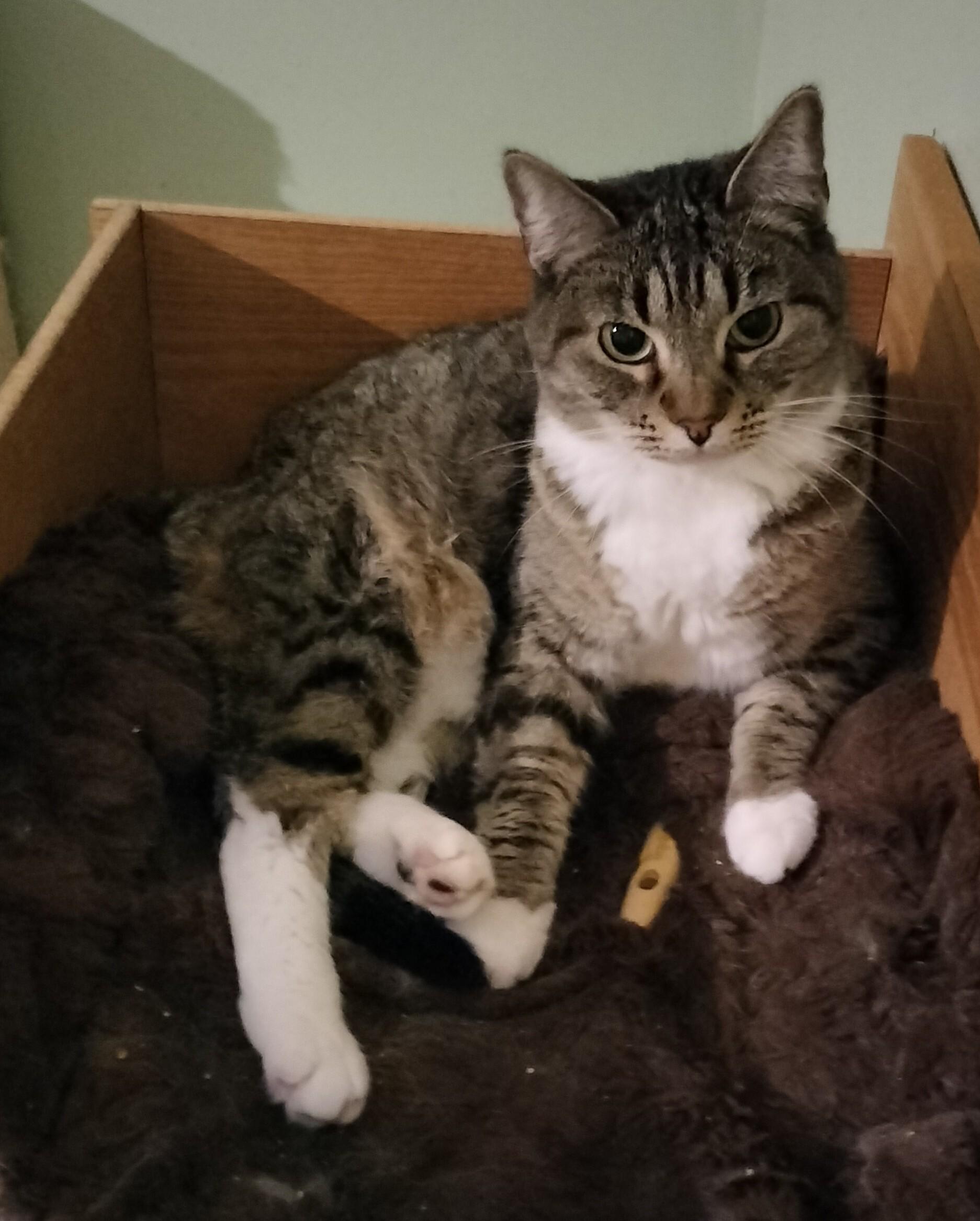 Enlarge MIKITA, a Adoptable mixed breed in HEMET, CA image 4/6