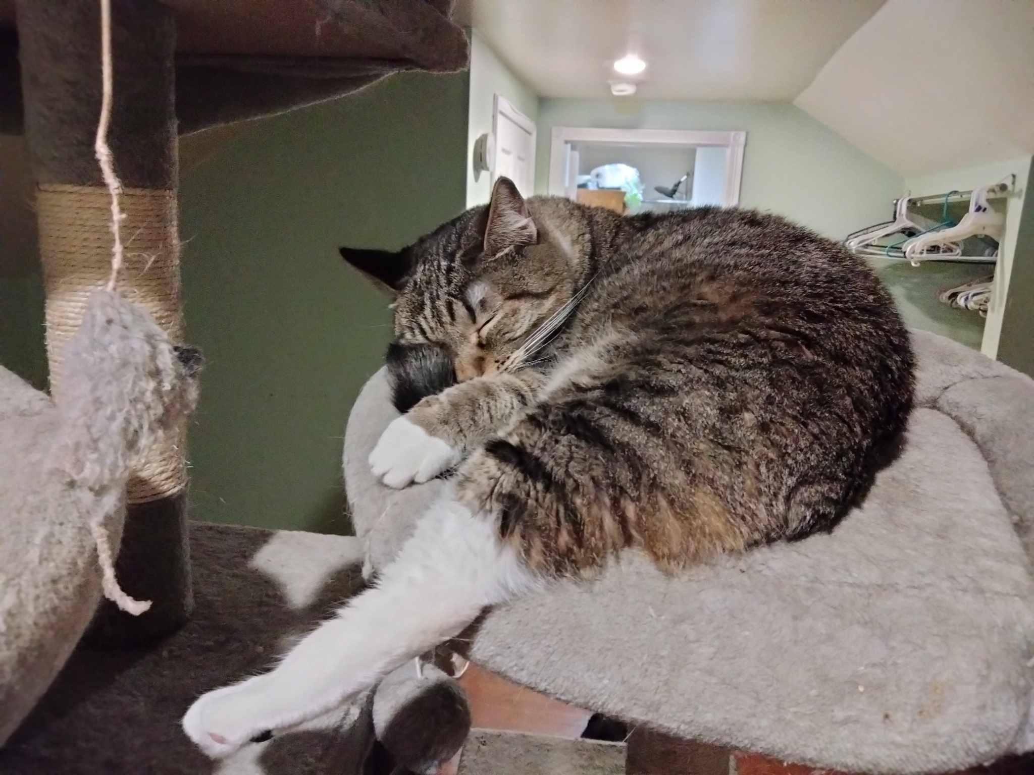 Enlarge MIKITA, a Adoptable mixed breed in HEMET, CA image 5/6