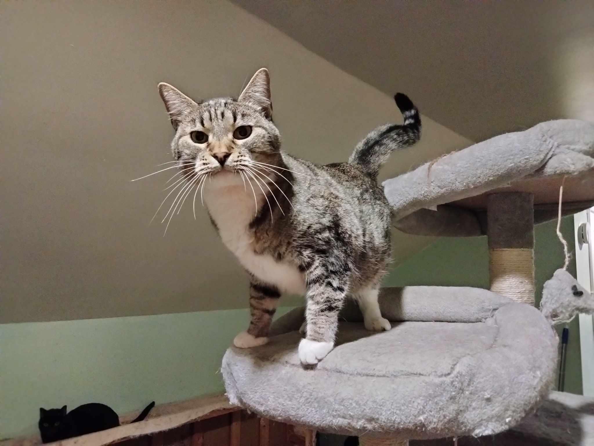 Enlarge MIKITA, a Adoptable mixed breed in HEMET, CA image 3/6