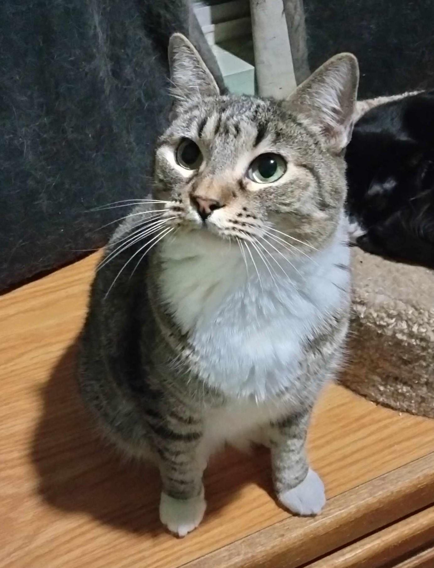 MIKITA, an adoptable Abyssinian, Tabby in HEMET, CA, 92544 | Photo Image 2