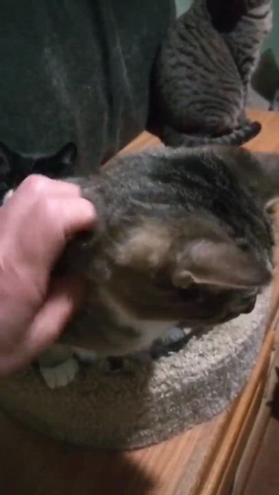 Enlarge MIKITA, a Adoptable mixed breed in HEMET, CA video 6/6