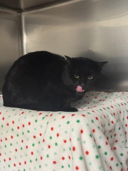 Crash, Adoptable, Adult Male Domestic Short Hair & Domestic Short Hair.