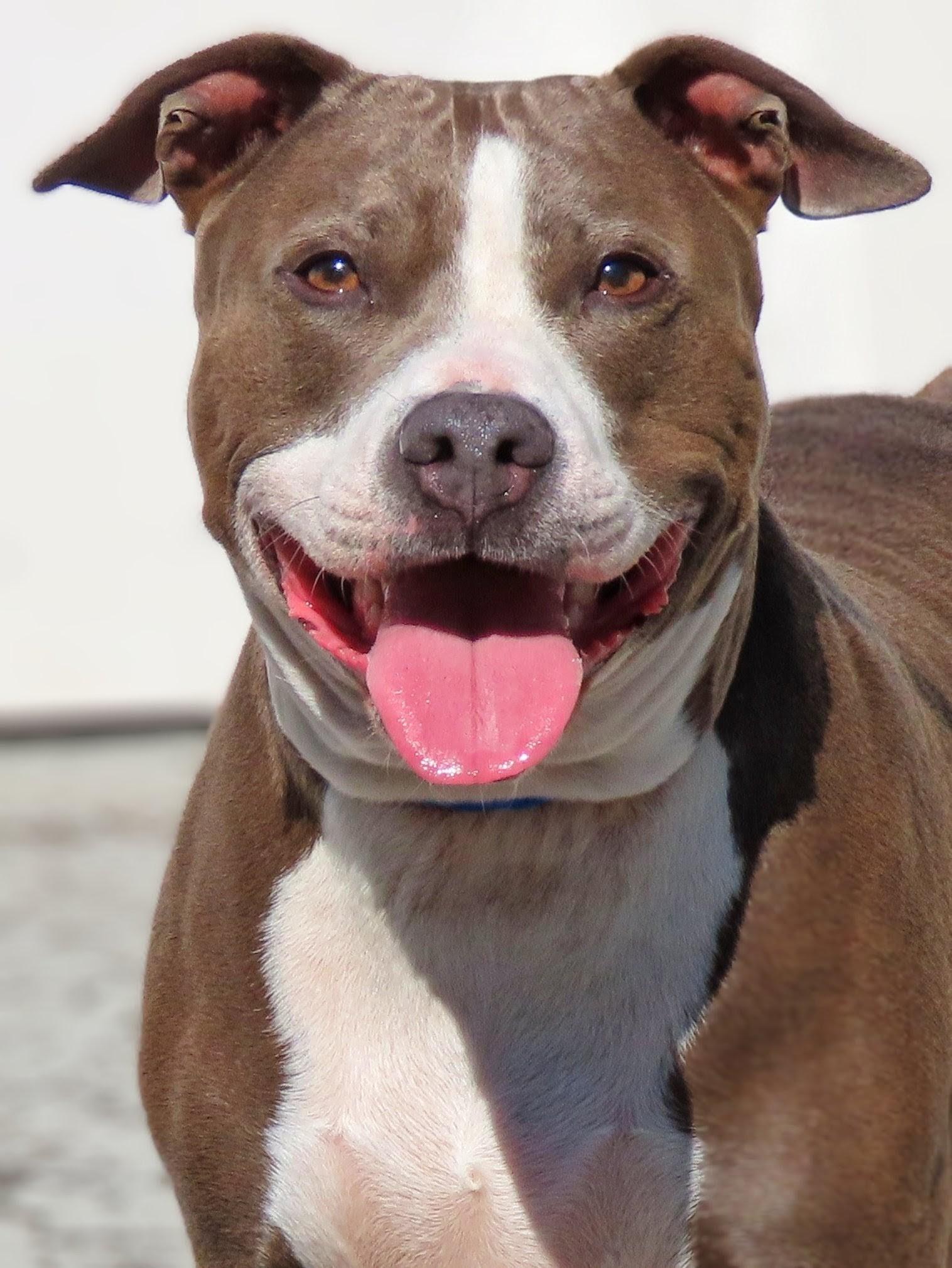 Enlarge 26-217 Sarafina, a ADOPTABLE Pit Bull Terrier in Amityville, NY image 1/5