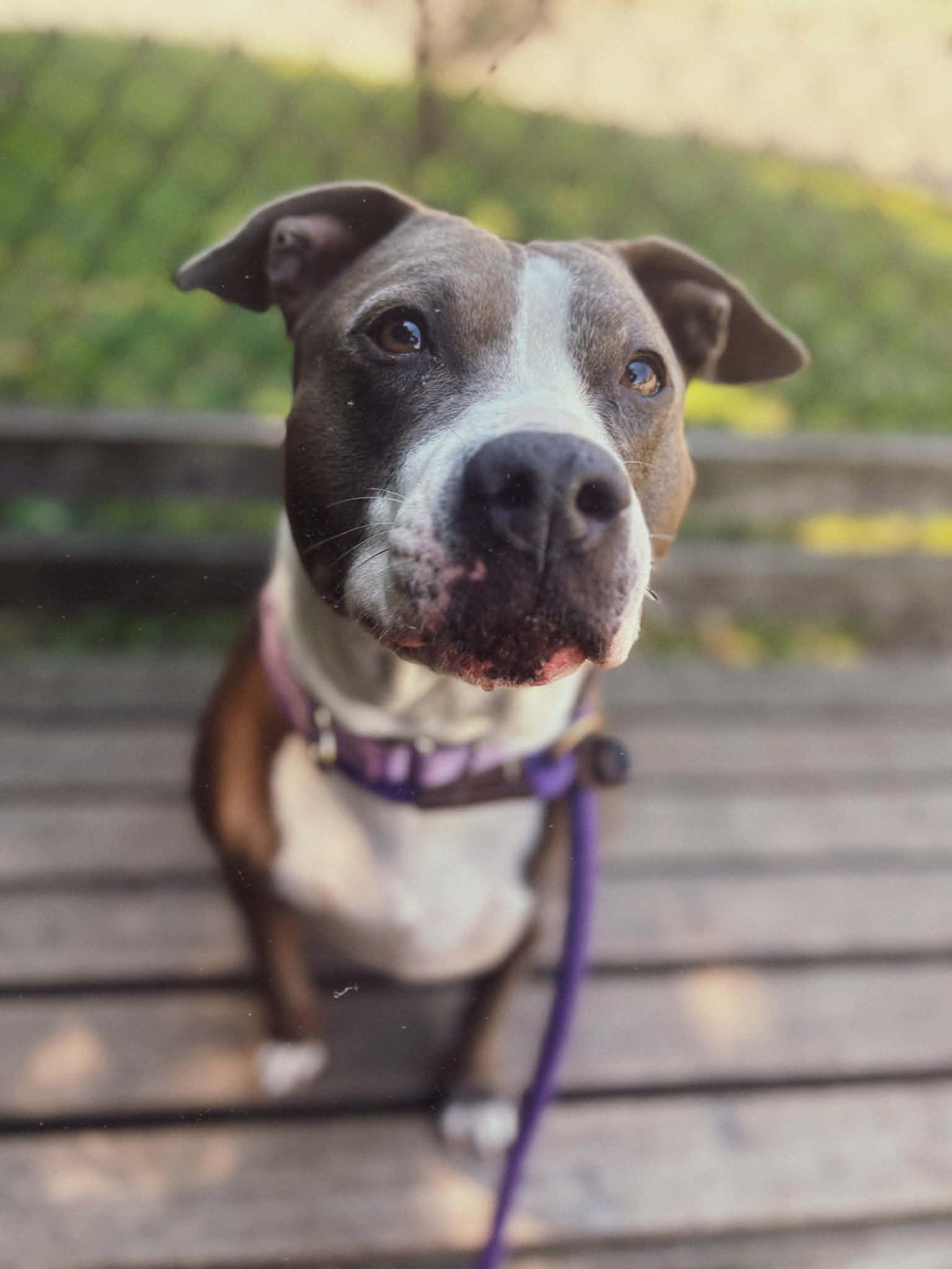 Enlarge 26-217 Sarafina, a ADOPTABLE Pit Bull Terrier in Amityville, NY image 3/5