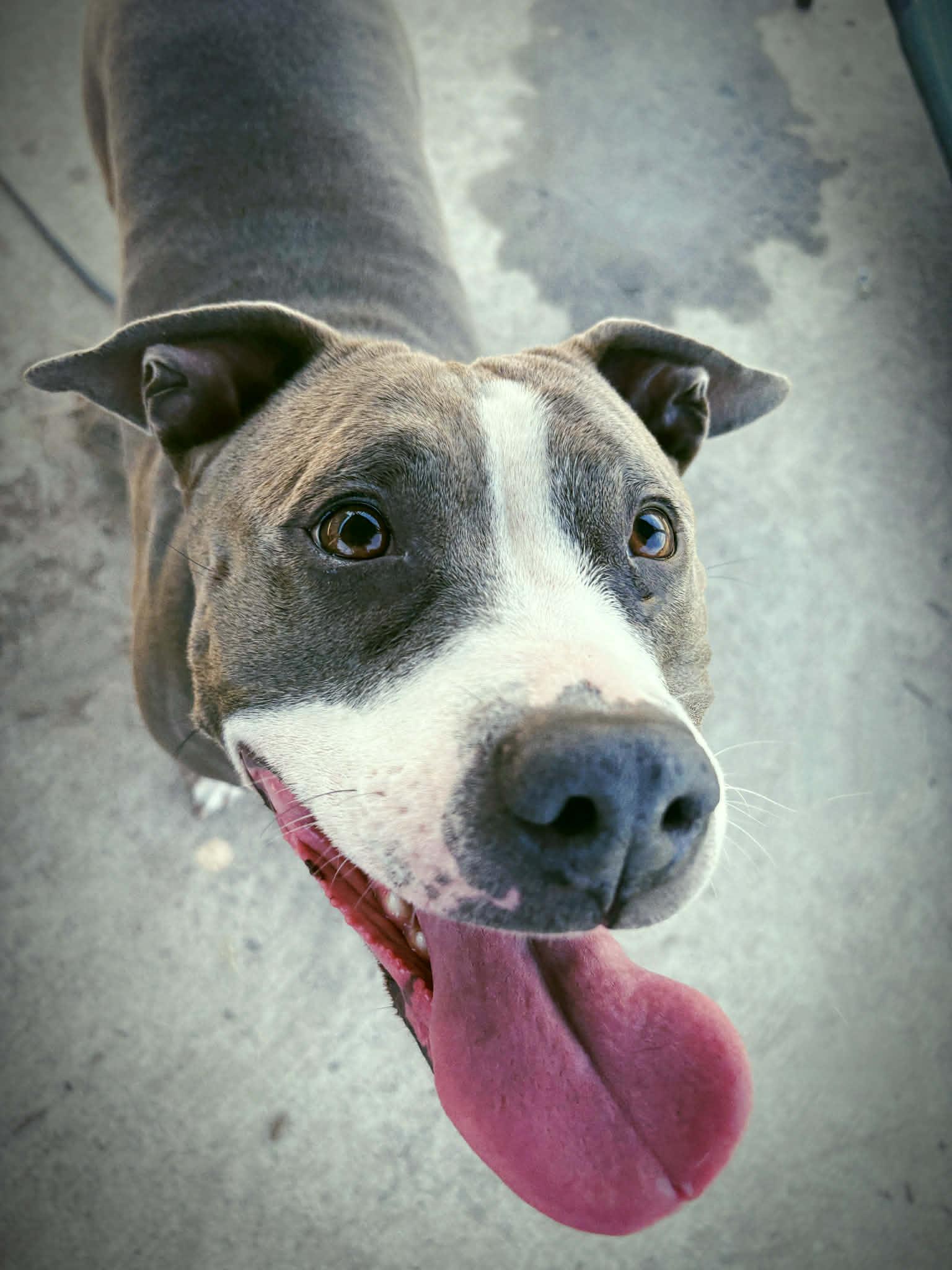 Enlarge 26-217 Sarafina, a ADOPTABLE Pit Bull Terrier in Amityville, NY image 4/5
