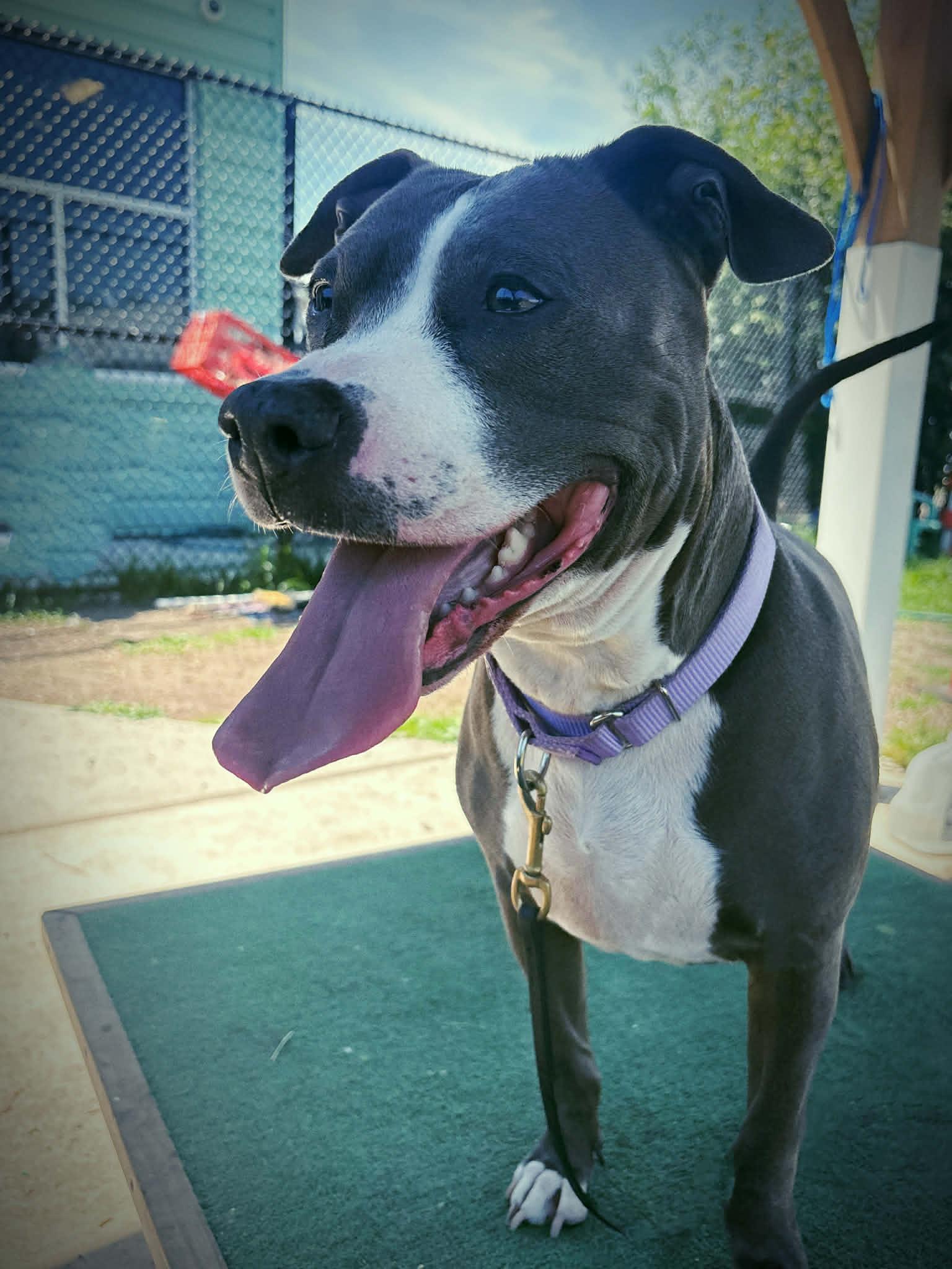 Enlarge 26-217 Sarafina, a ADOPTABLE Pit Bull Terrier in Amityville, NY image 5/5