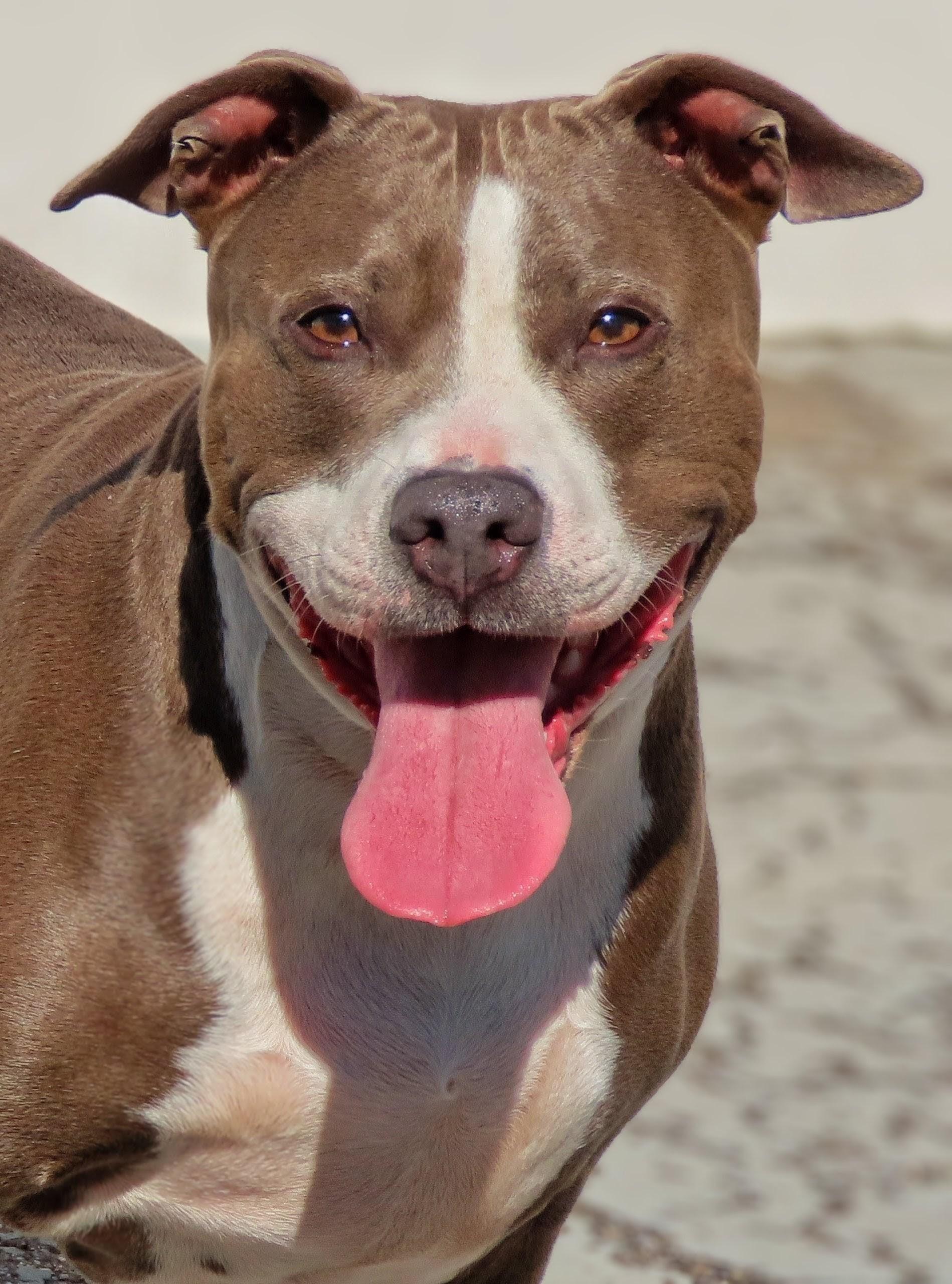 Enlarge 26-217 Sarafina, a ADOPTABLE Pit Bull Terrier in Amityville, NY image 2/5