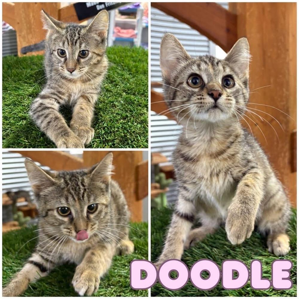 Doodle, Adoptable, Young Female Domestic Short Hair.