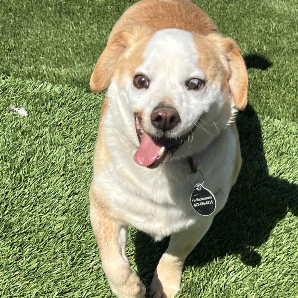 Enlarge Jack, a Adoptable mixed breed in Phoenix, AZ image 1/1