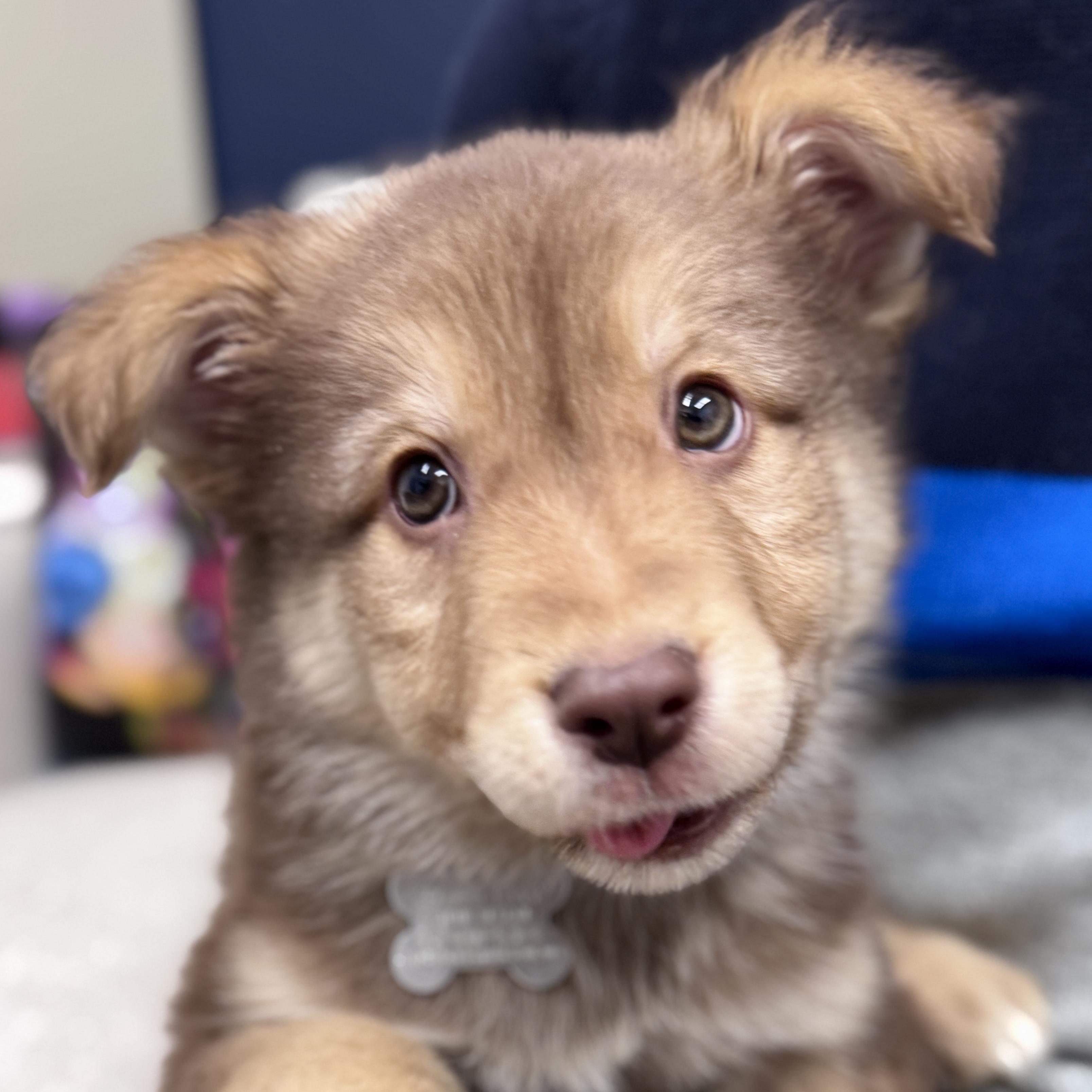 Preston, adoptable, Puppy Male Shetland Sheepdog / Sheltie & Mixed Breed.