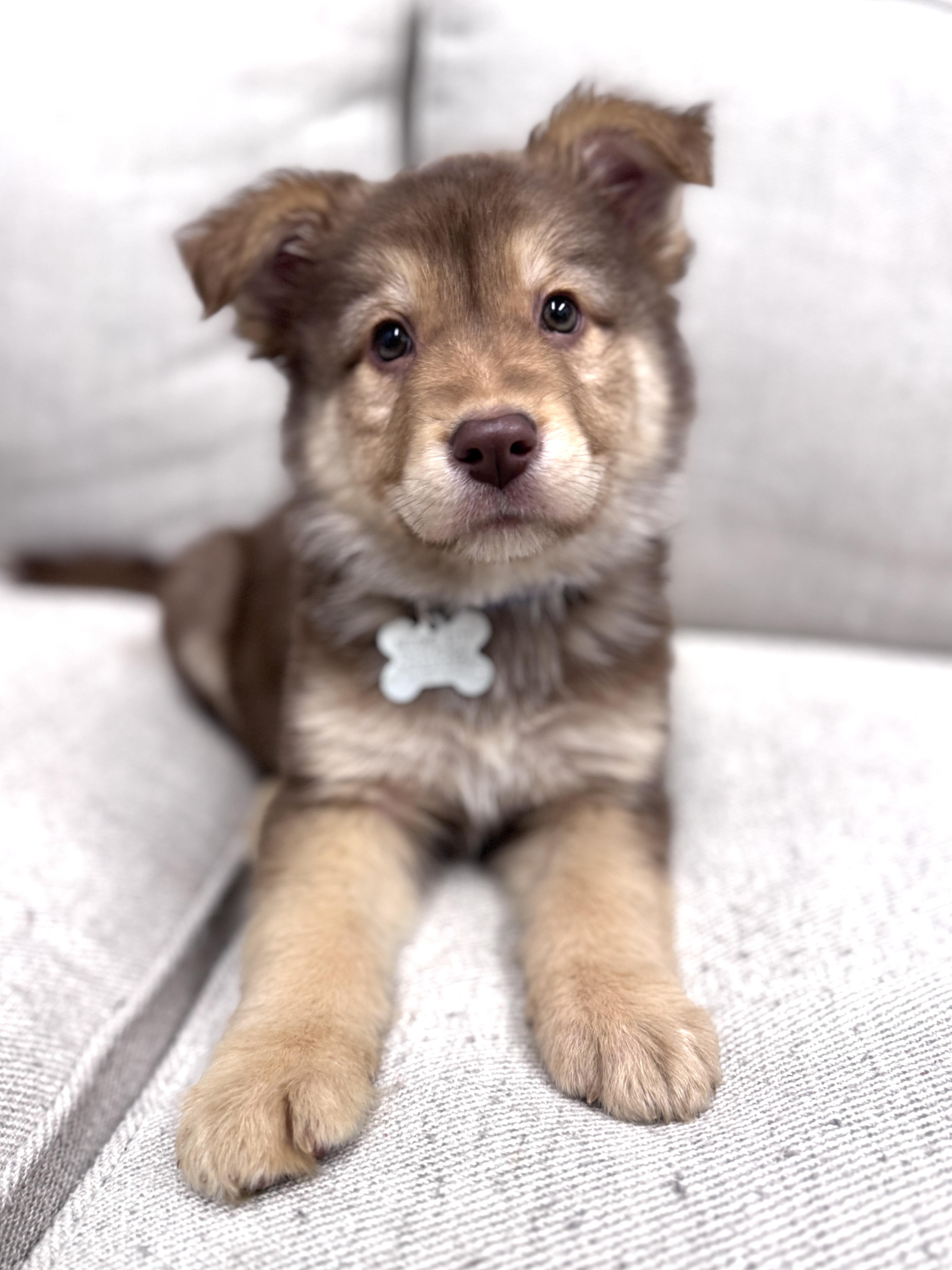 Enlarge Preston, an adoptable mixed breed in Palatine, IL image 5/6