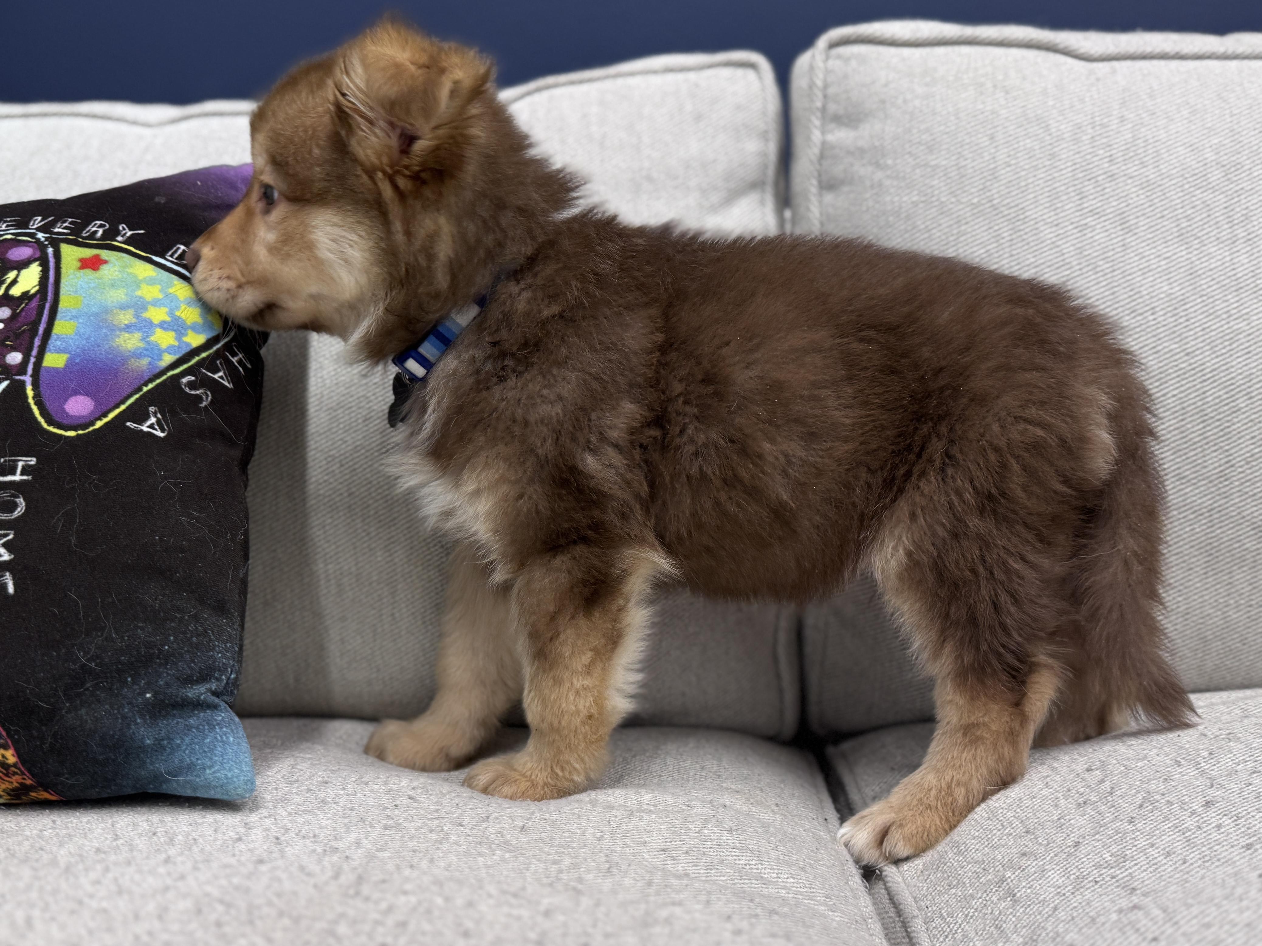 Enlarge Preston, an adoptable mixed breed in Palatine, IL image 3/6