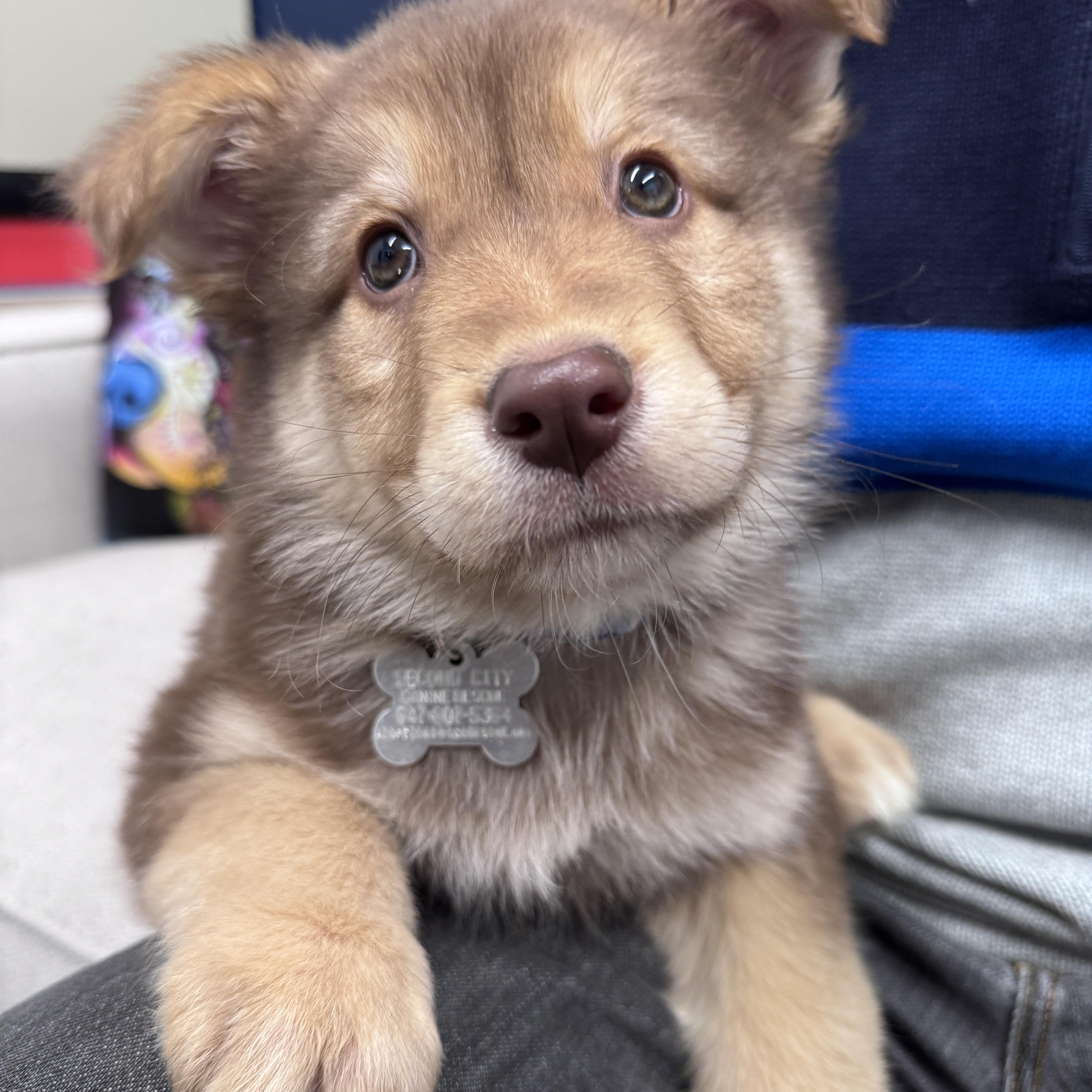 Enlarge Preston, an adoptable mixed breed in Palatine, IL image 4/6