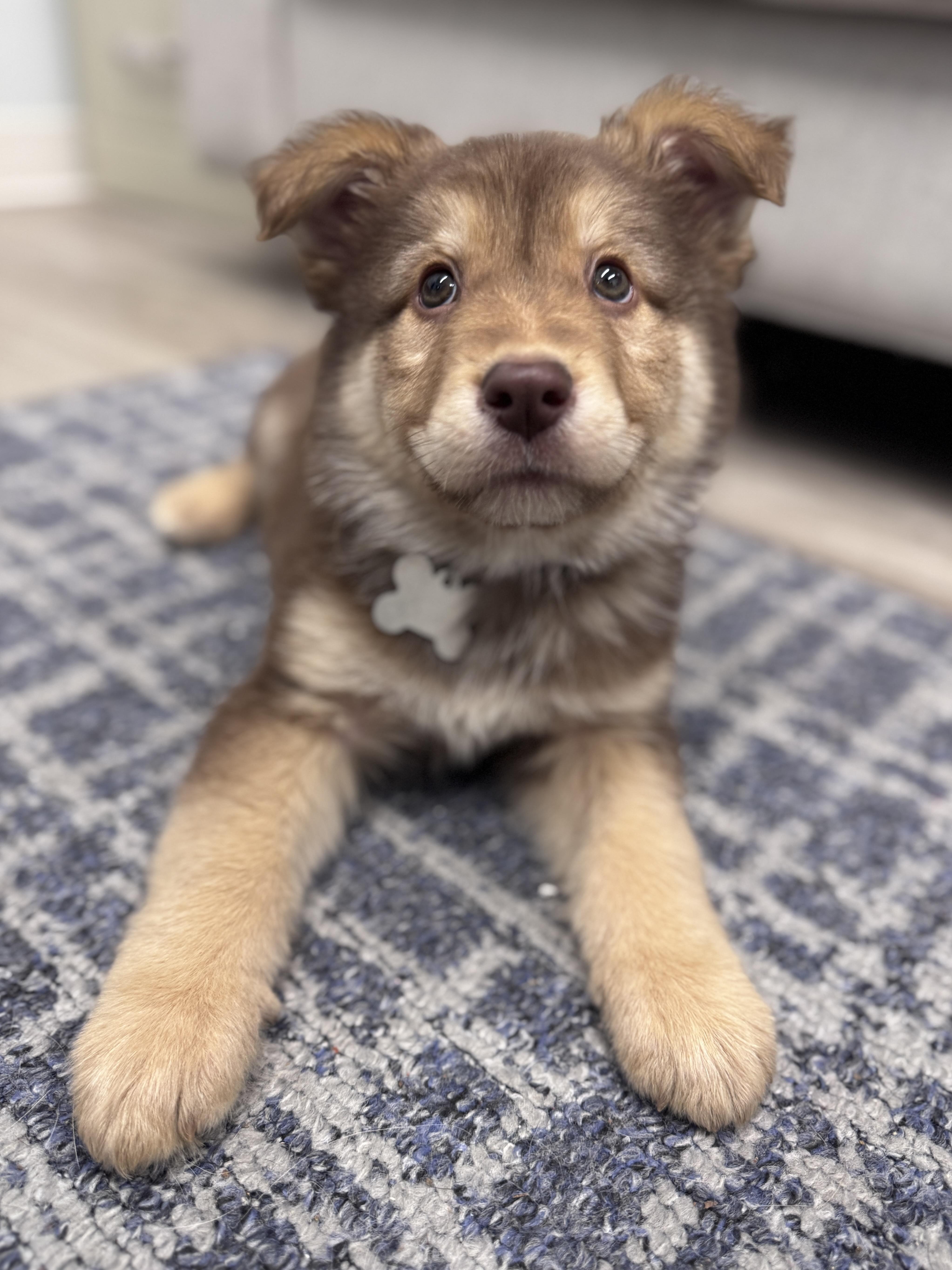 Enlarge Preston, an adoptable mixed breed in Palatine, IL image 2/6