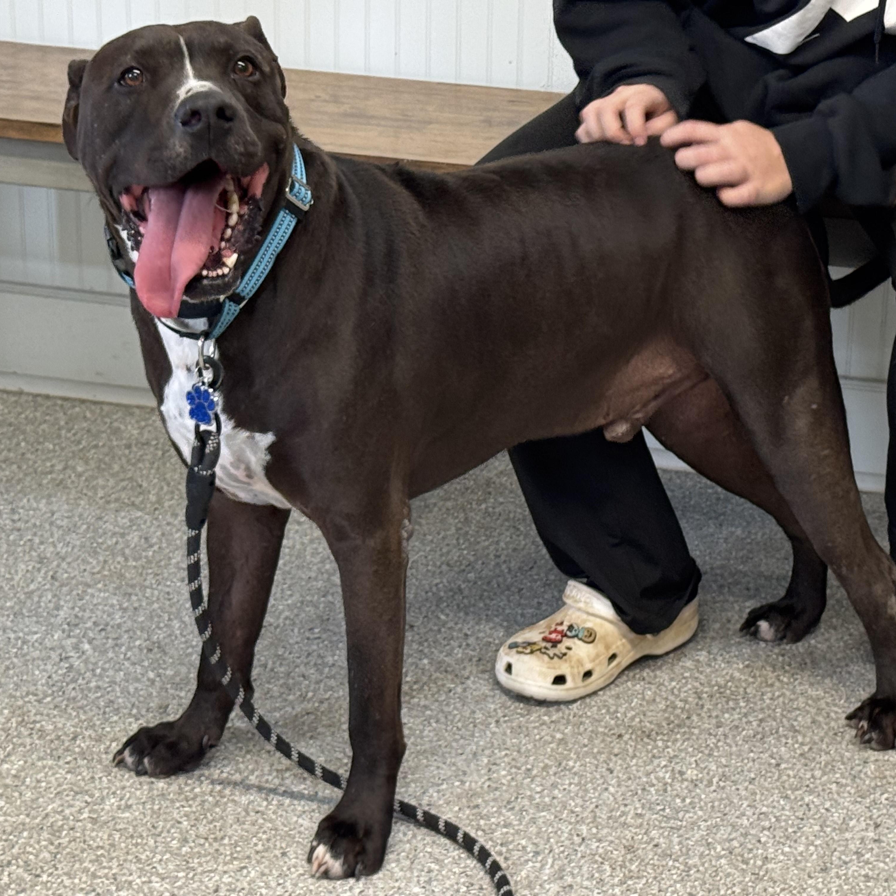 Enlarge Nikko, a Adoptable mixed breed in Sugar Land, TX image 2/6