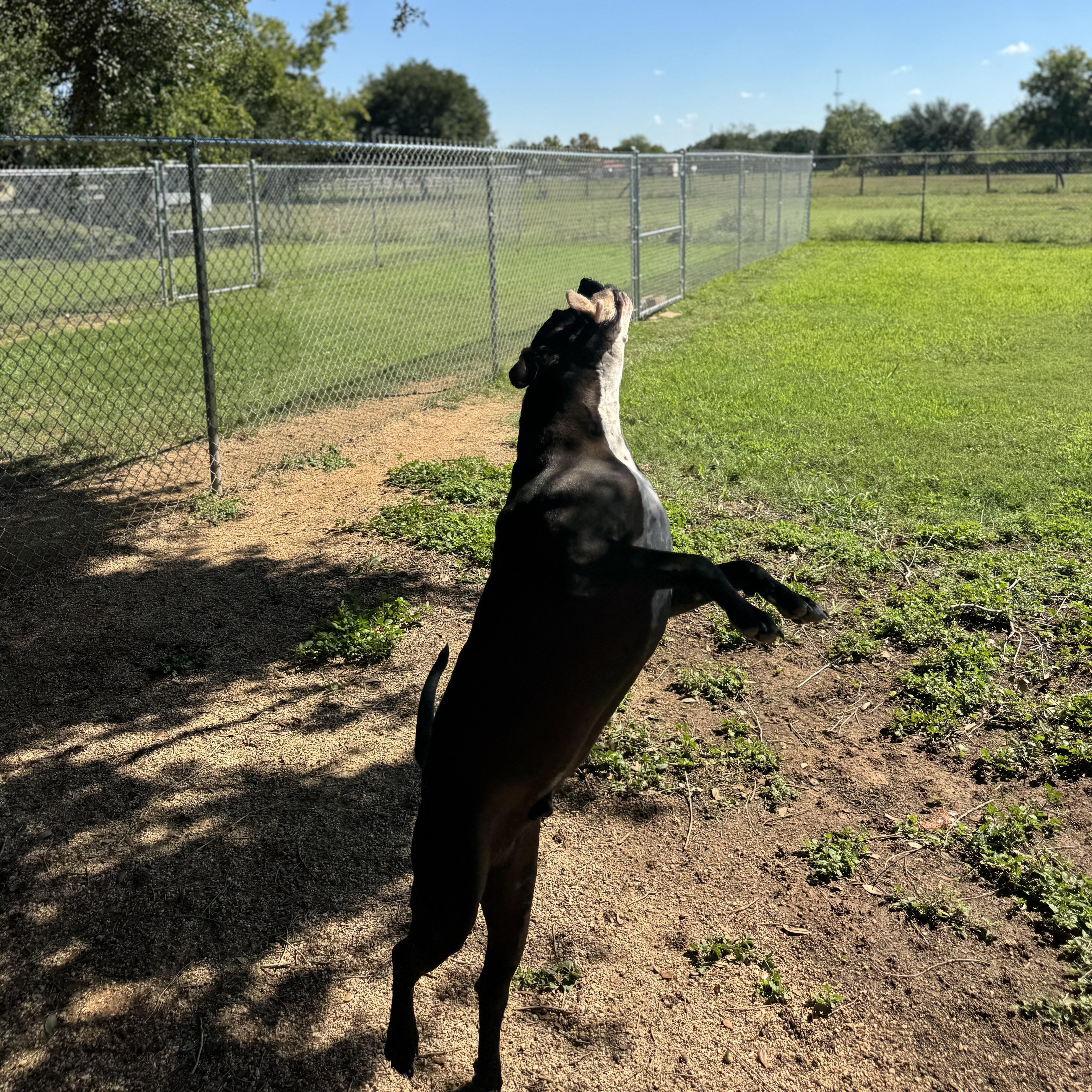Nikko, a Adoptable mixed breed in Sugar Land, TX image 6/6