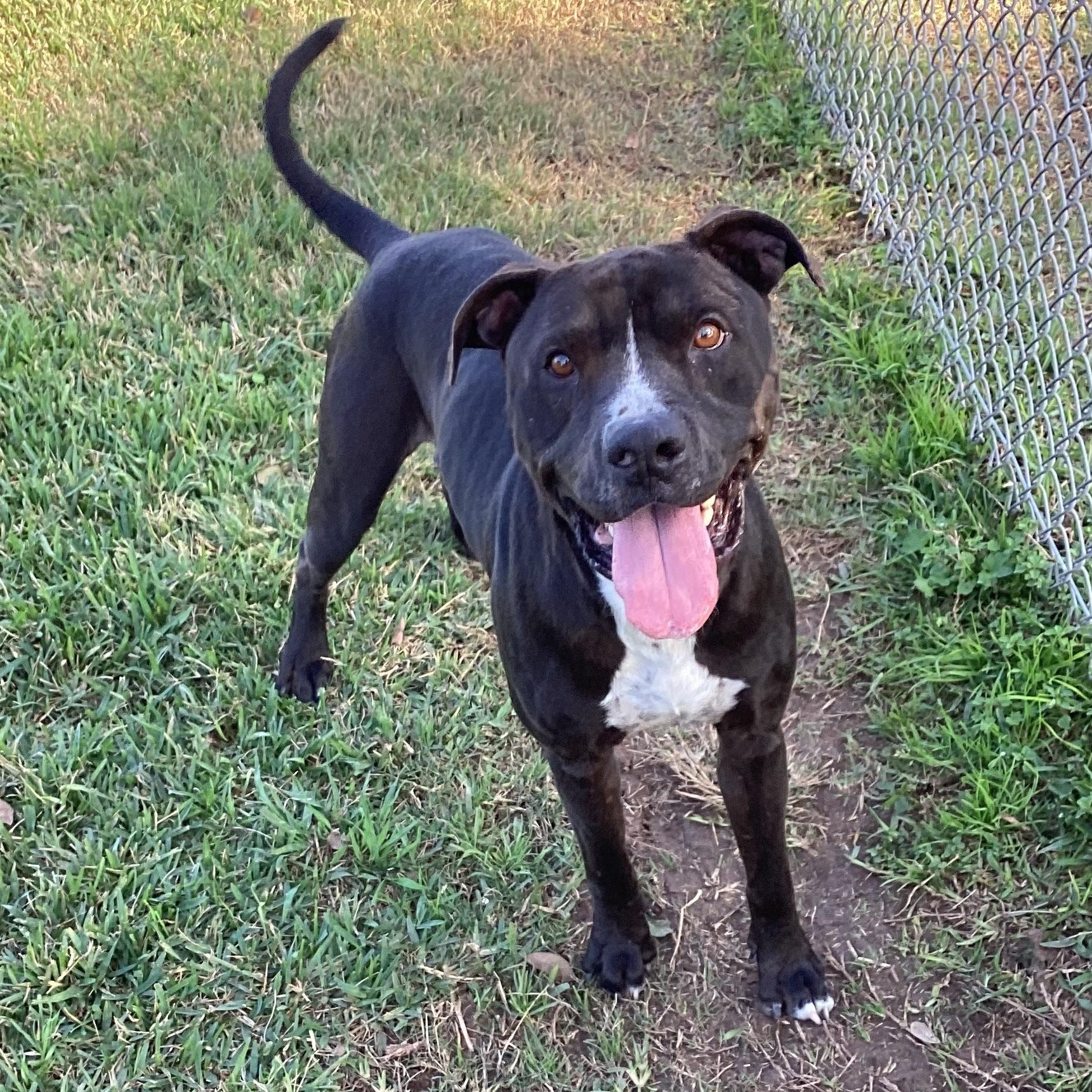 Nikko, Adoptable, Young Male Black Labrador Retriever.