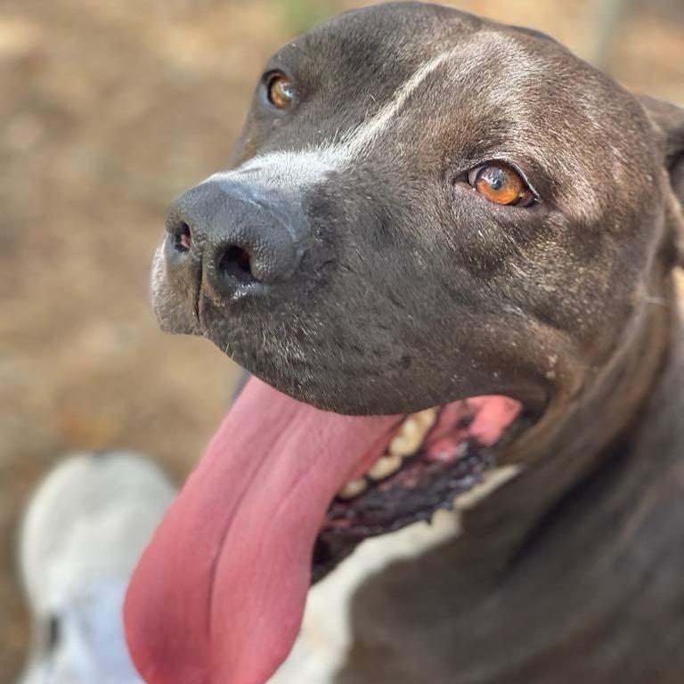 Nikko, Adoptable, Adult Male Black Labrador Retriever.