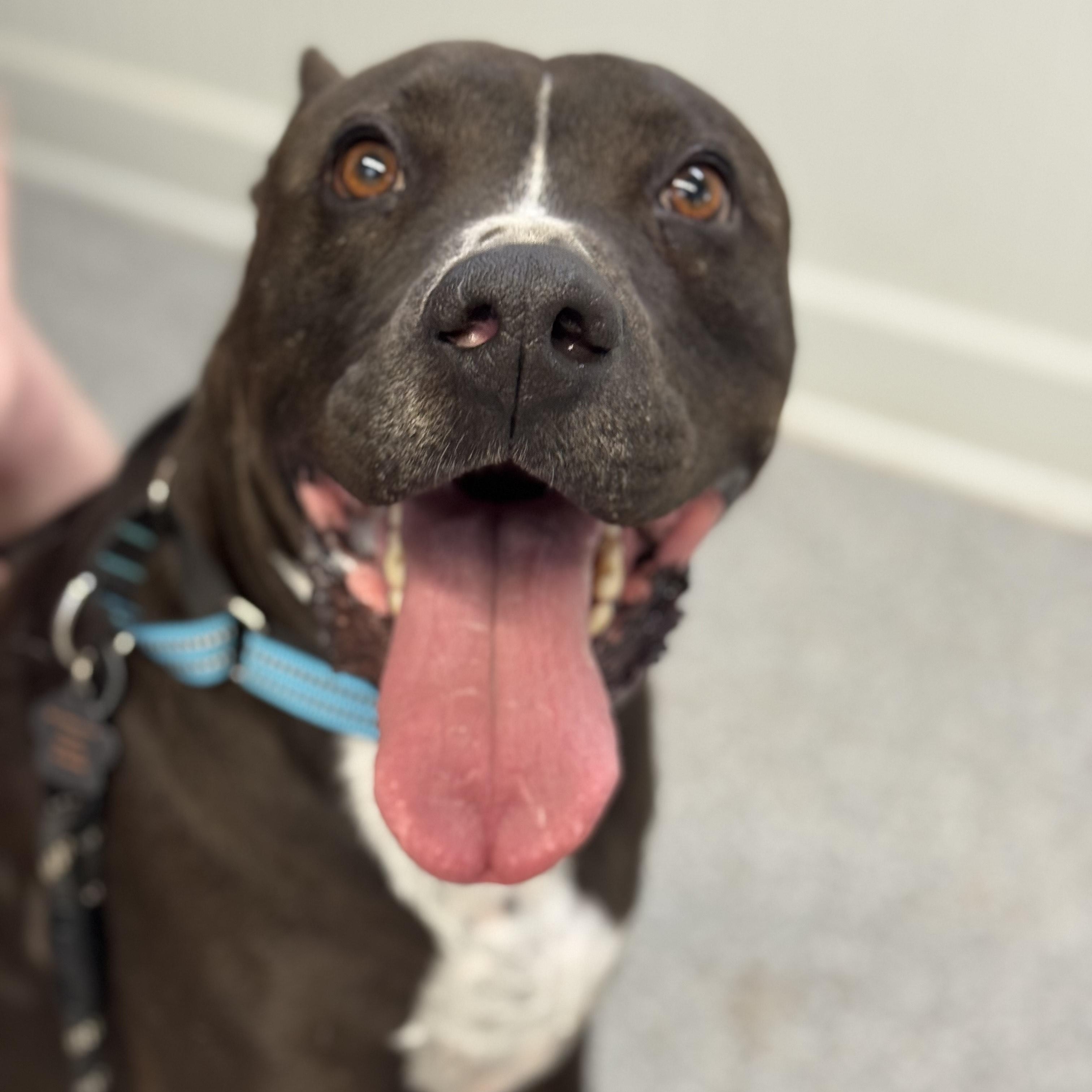 Nikko, Adoptable, Young Male Black Labrador Retriever.
