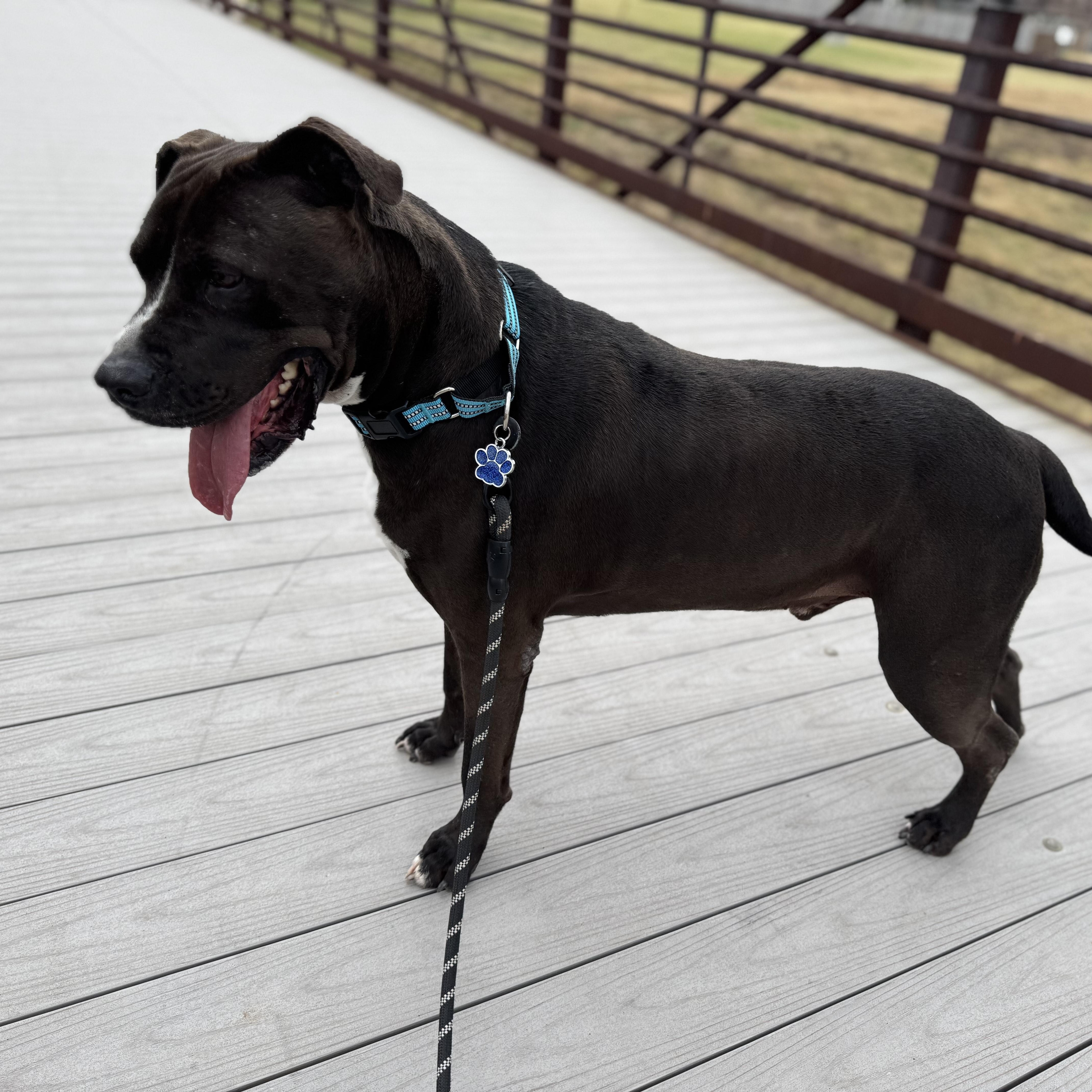 Enlarge Nikko, a Adoptable mixed breed in Sugar Land, TX image 6/6